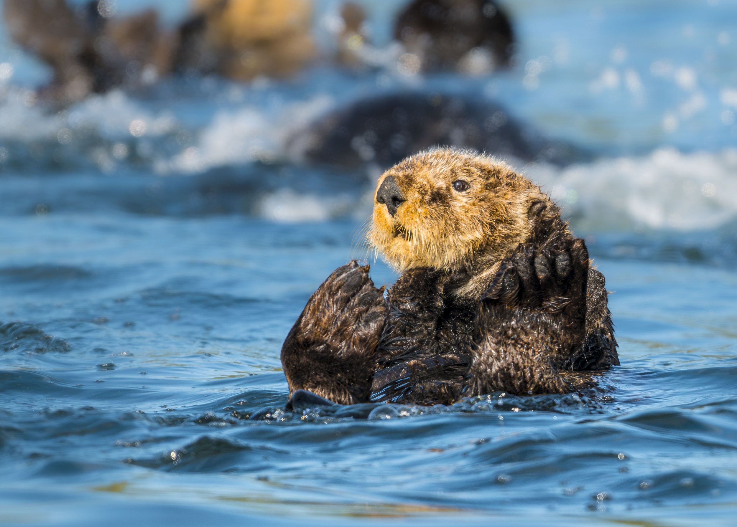 Watchful Otter