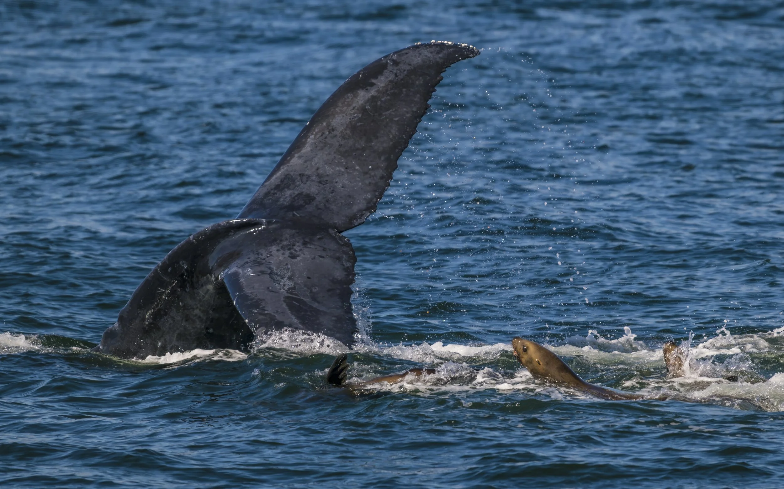 Chasing Tails