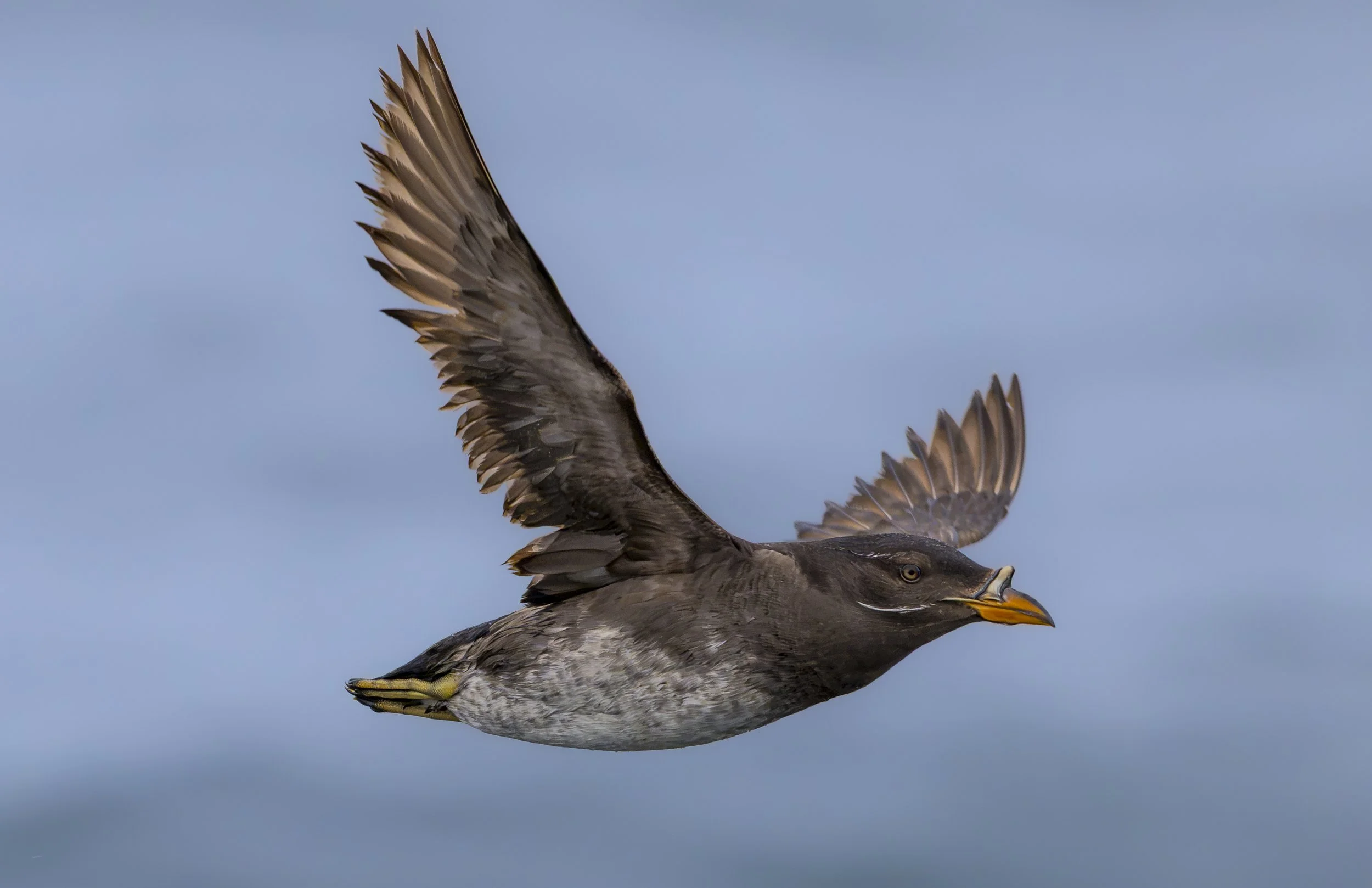Rhinoceros Auklet