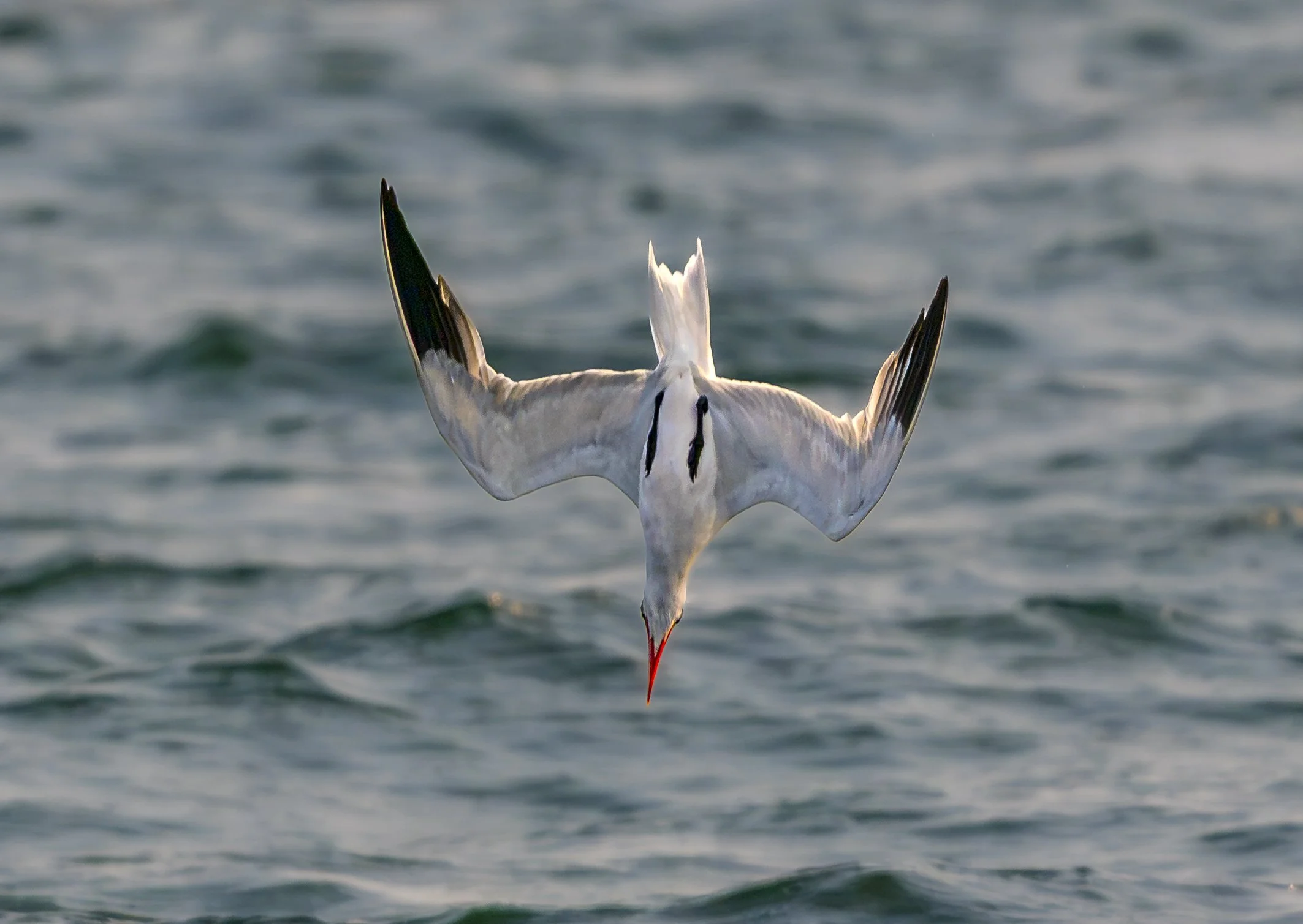 Caspian Dive