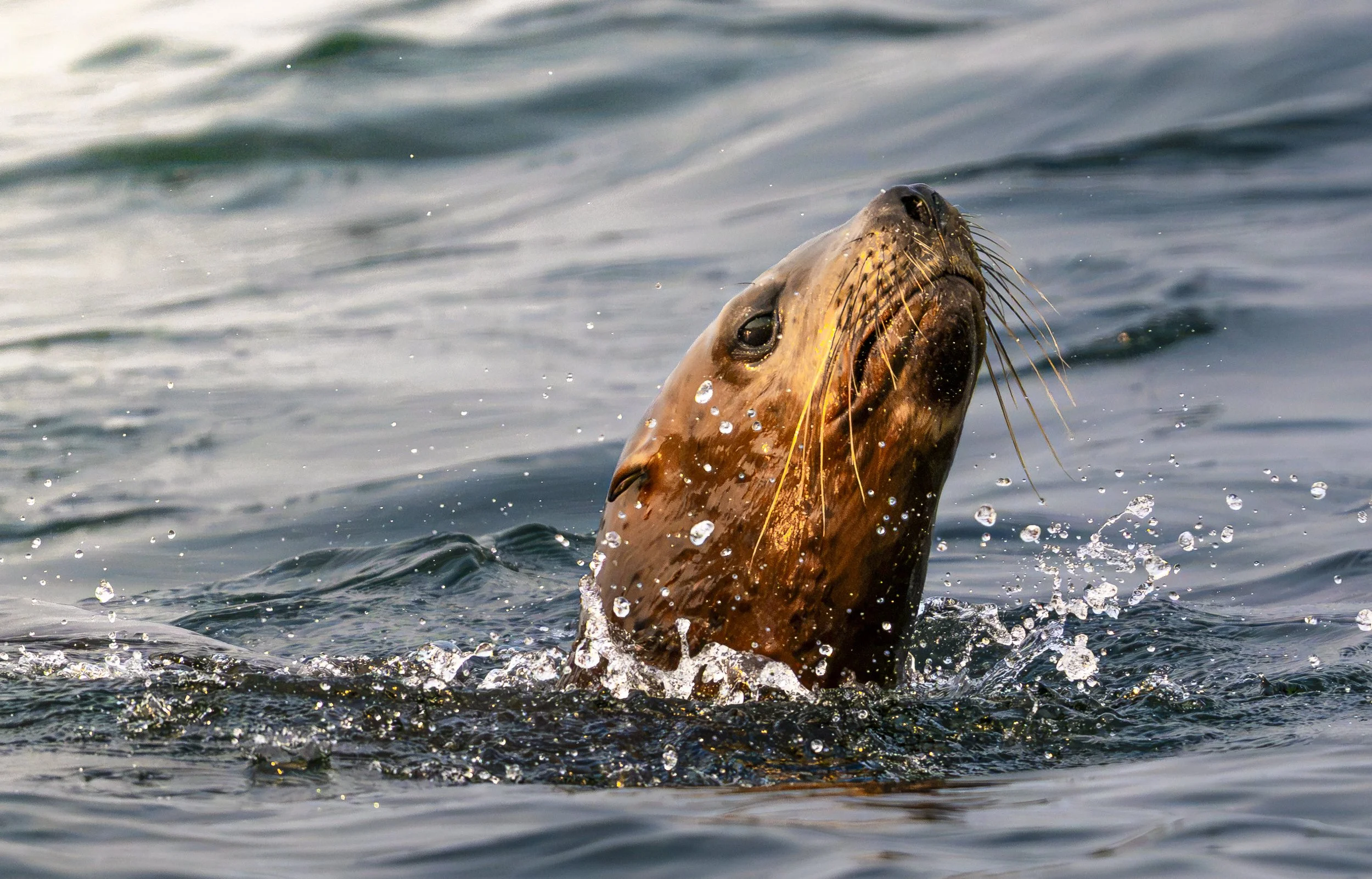 Seal Lion Spying