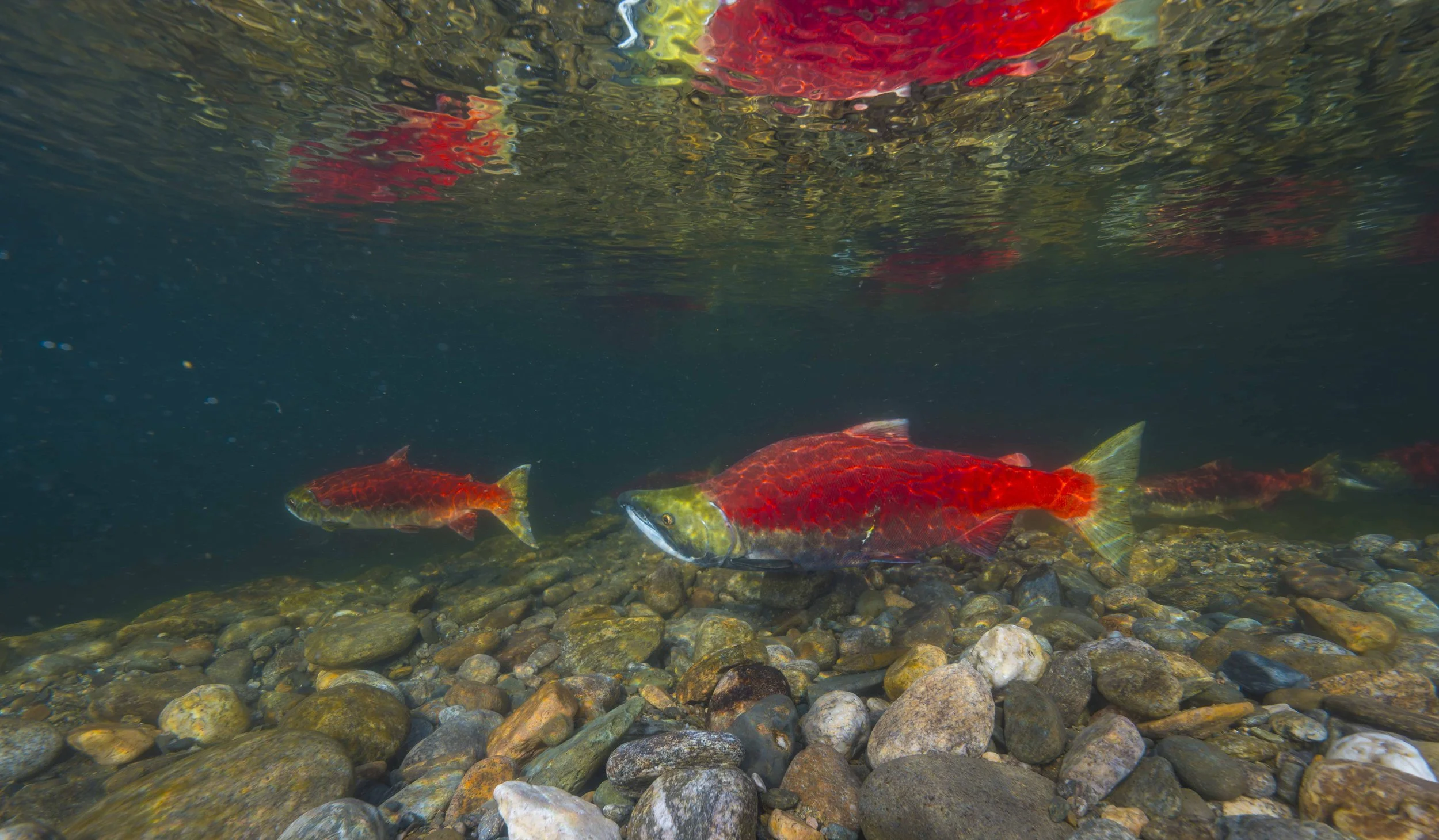 Red Ripples