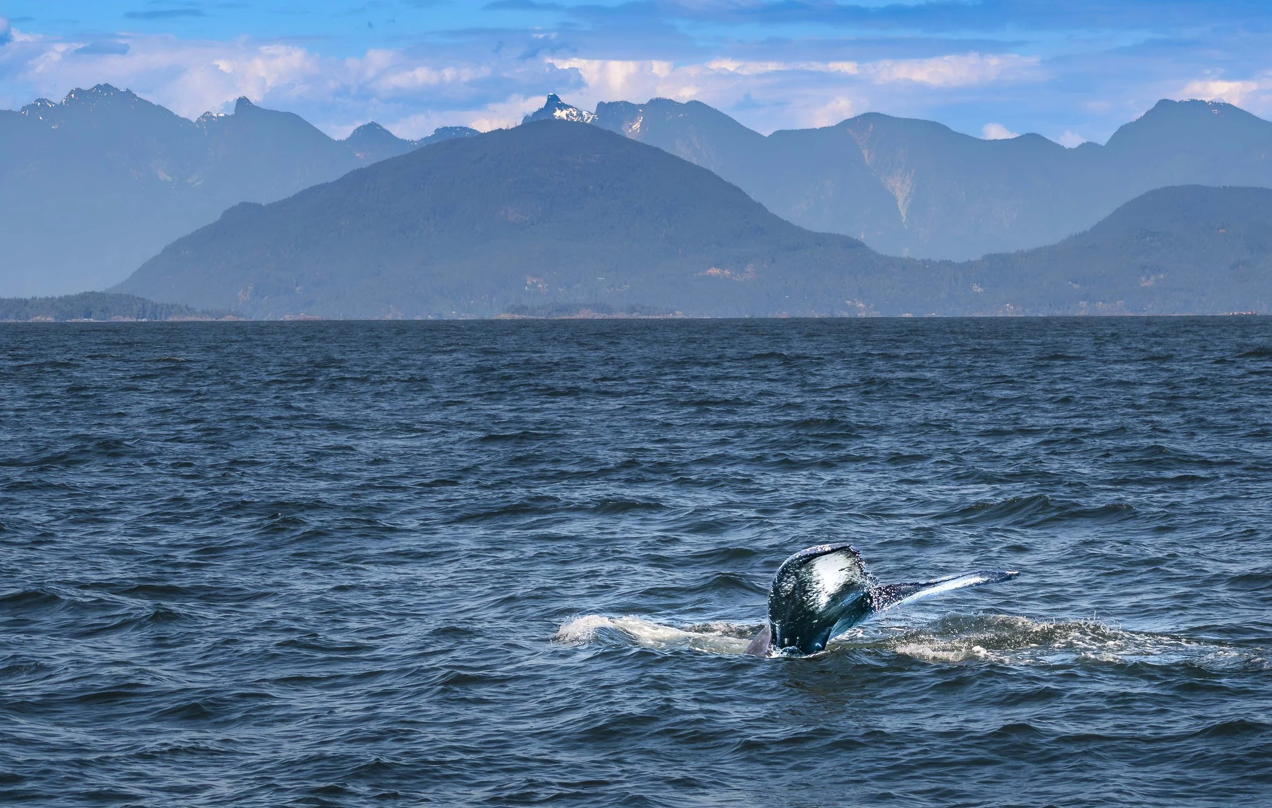 Whale Tale