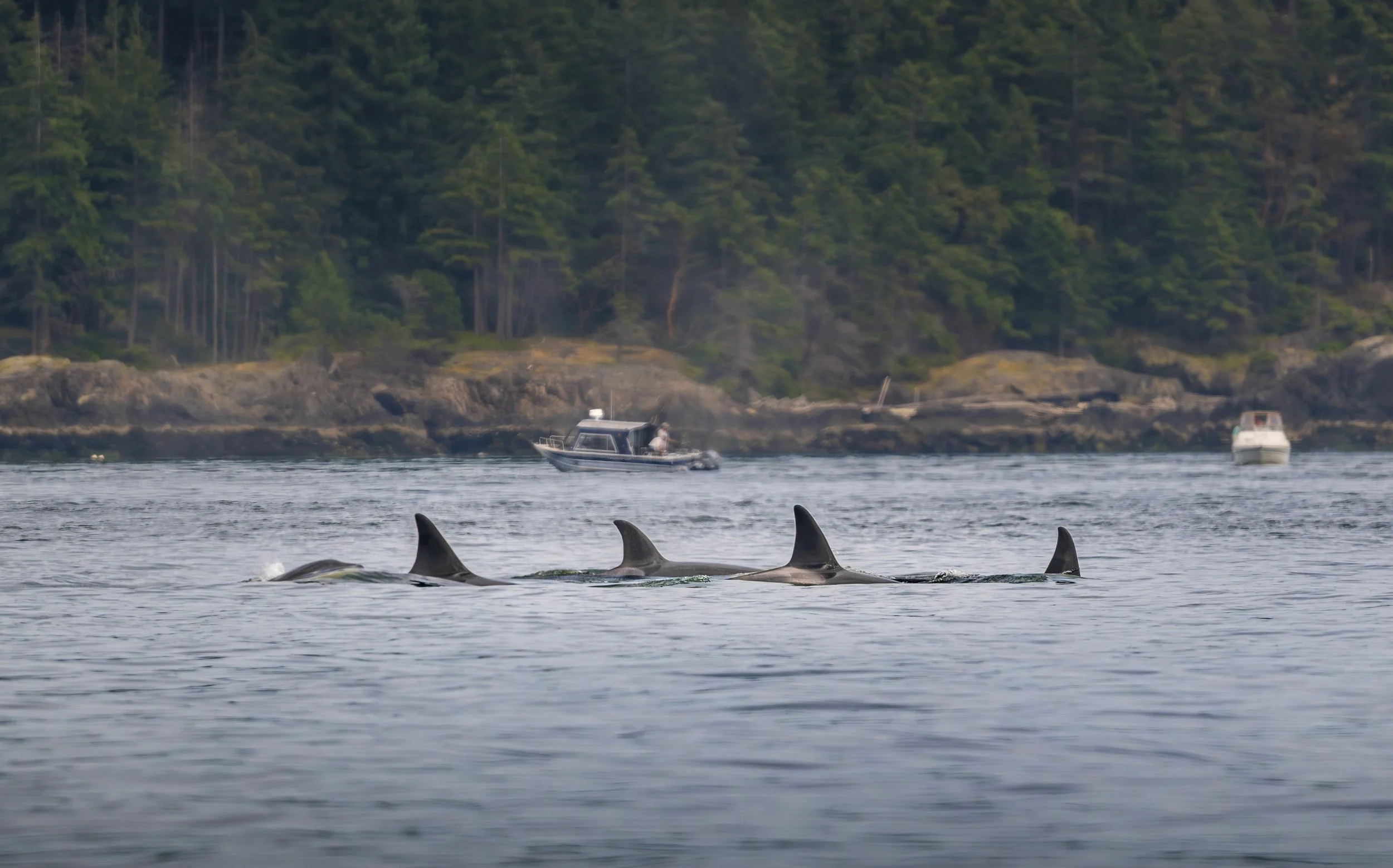 Fishing Formation