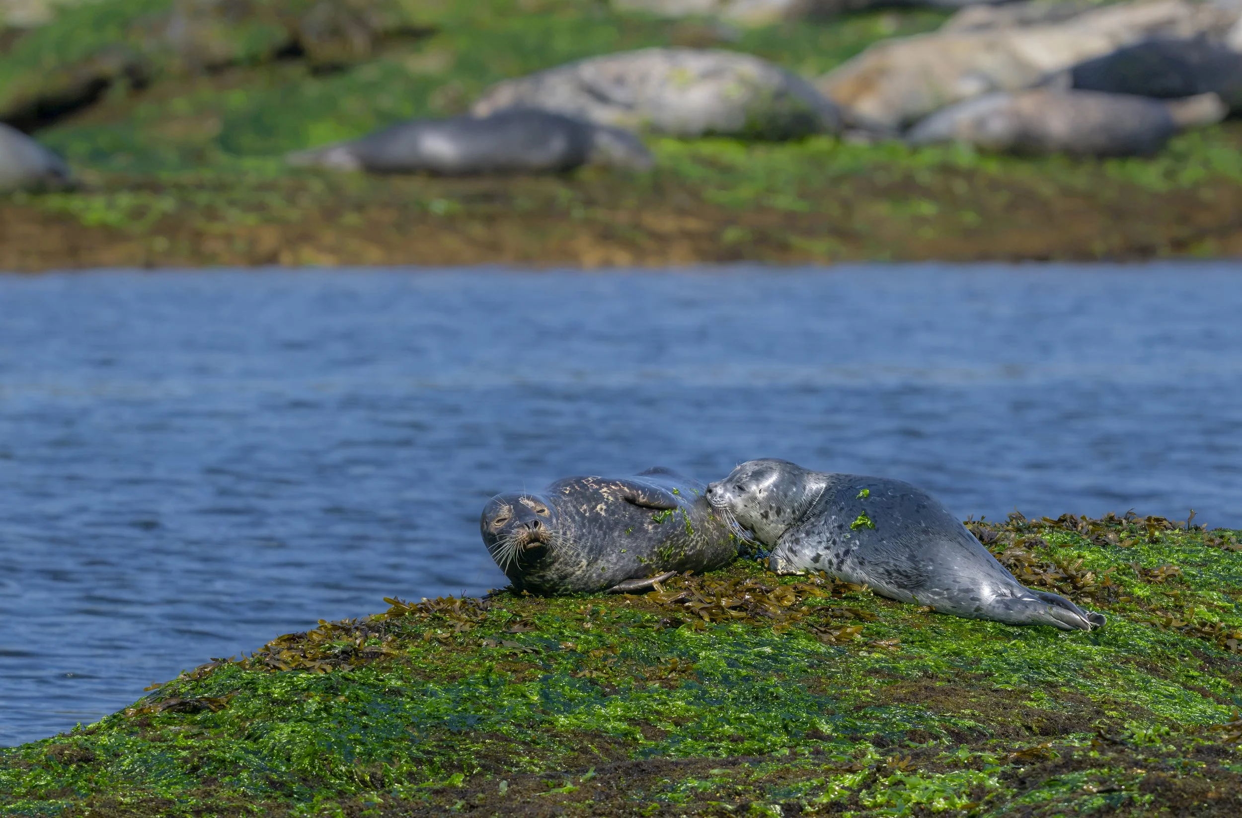 Sunbathing seals