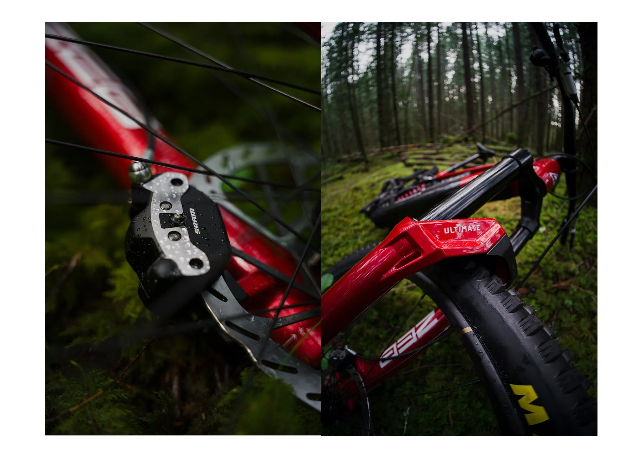 justinross_forbidden-bikes_linkedin-1.jpg
