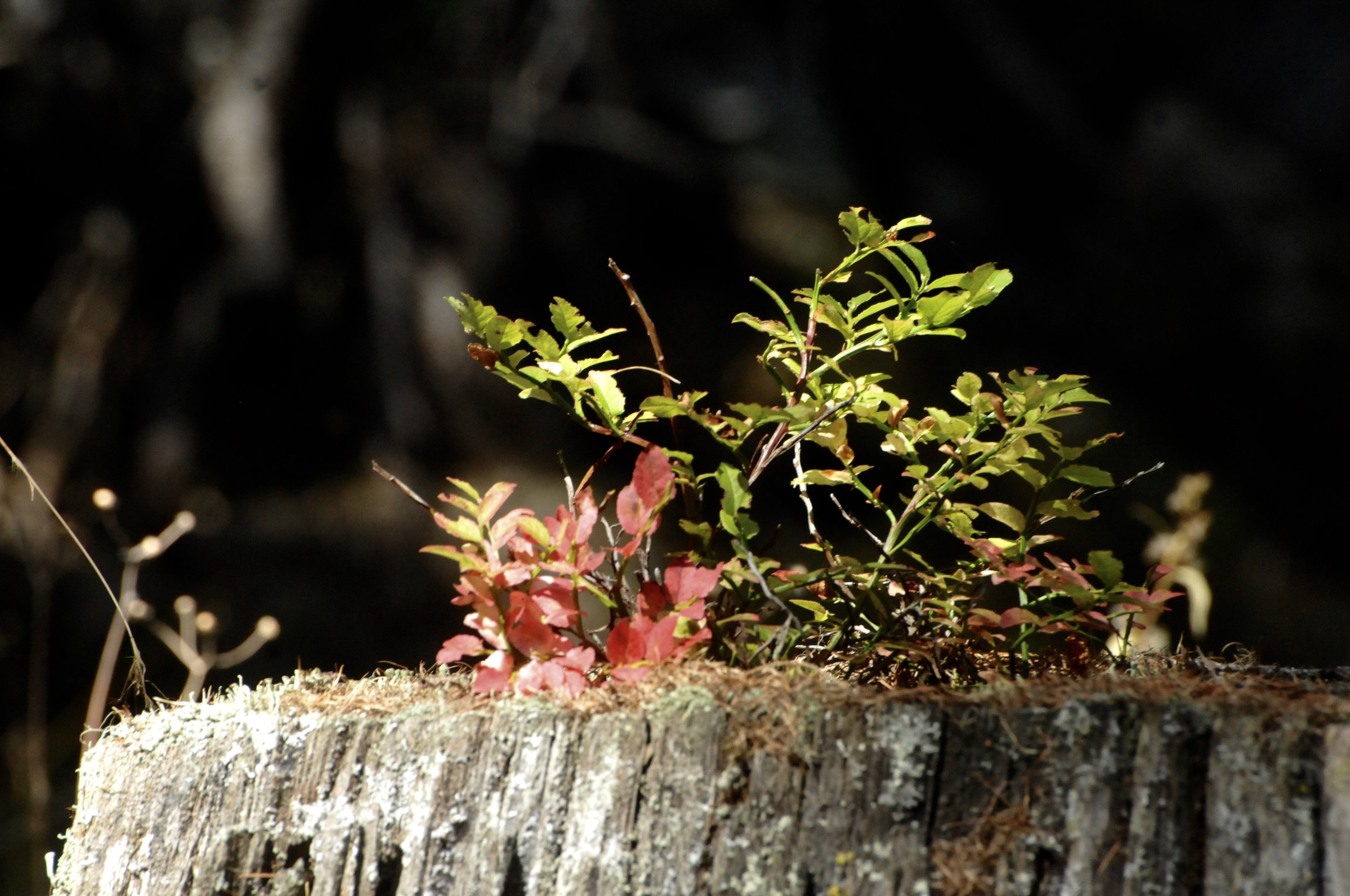 DSC_2398.jpeg