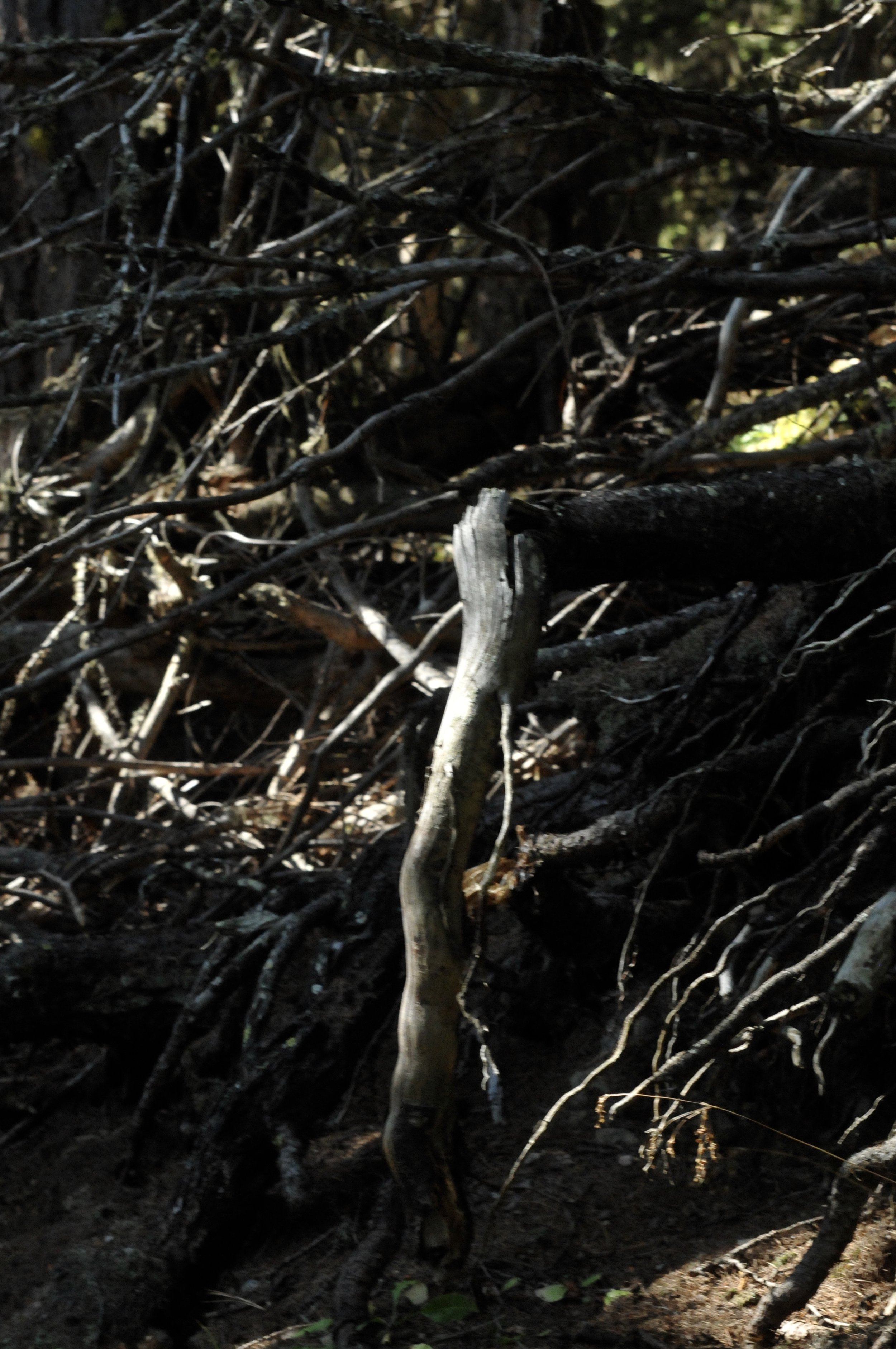 DSC_2404.jpeg
