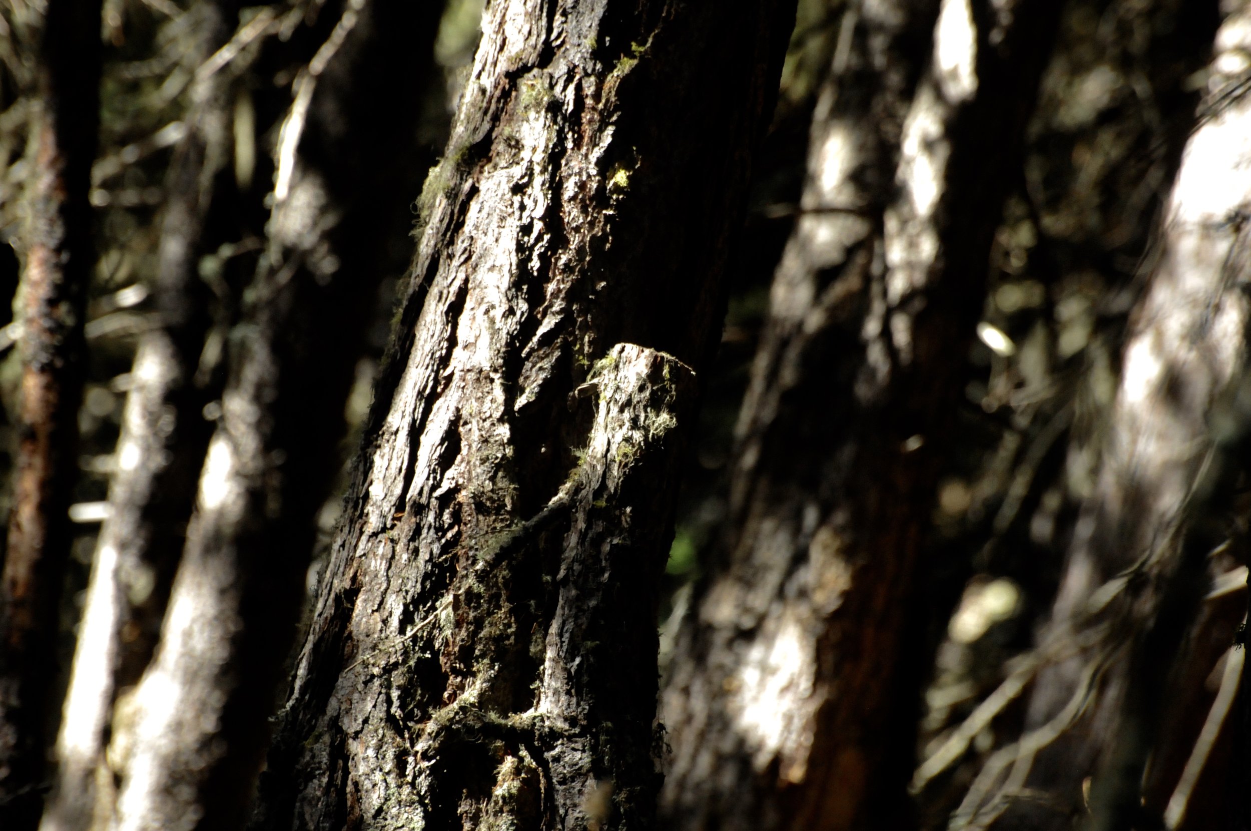 DSC_2416.jpeg