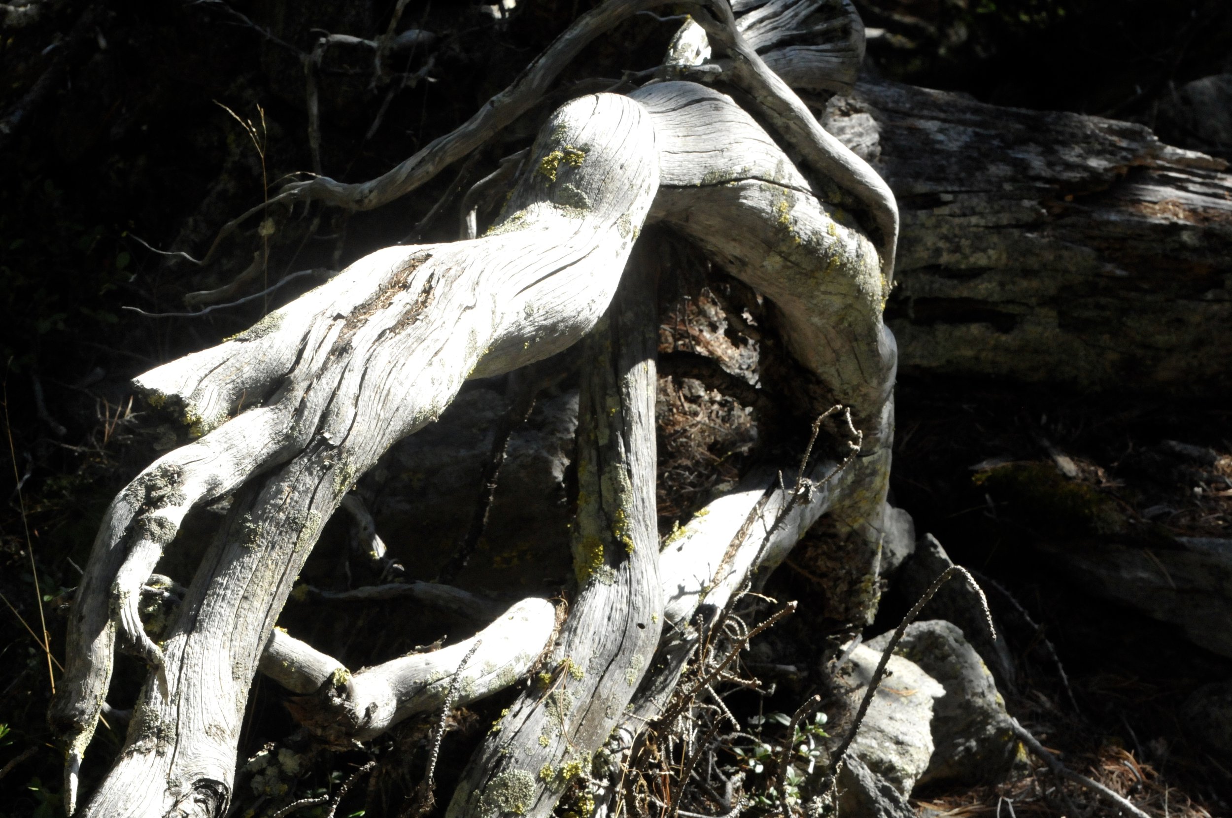 DSC_2456.jpeg