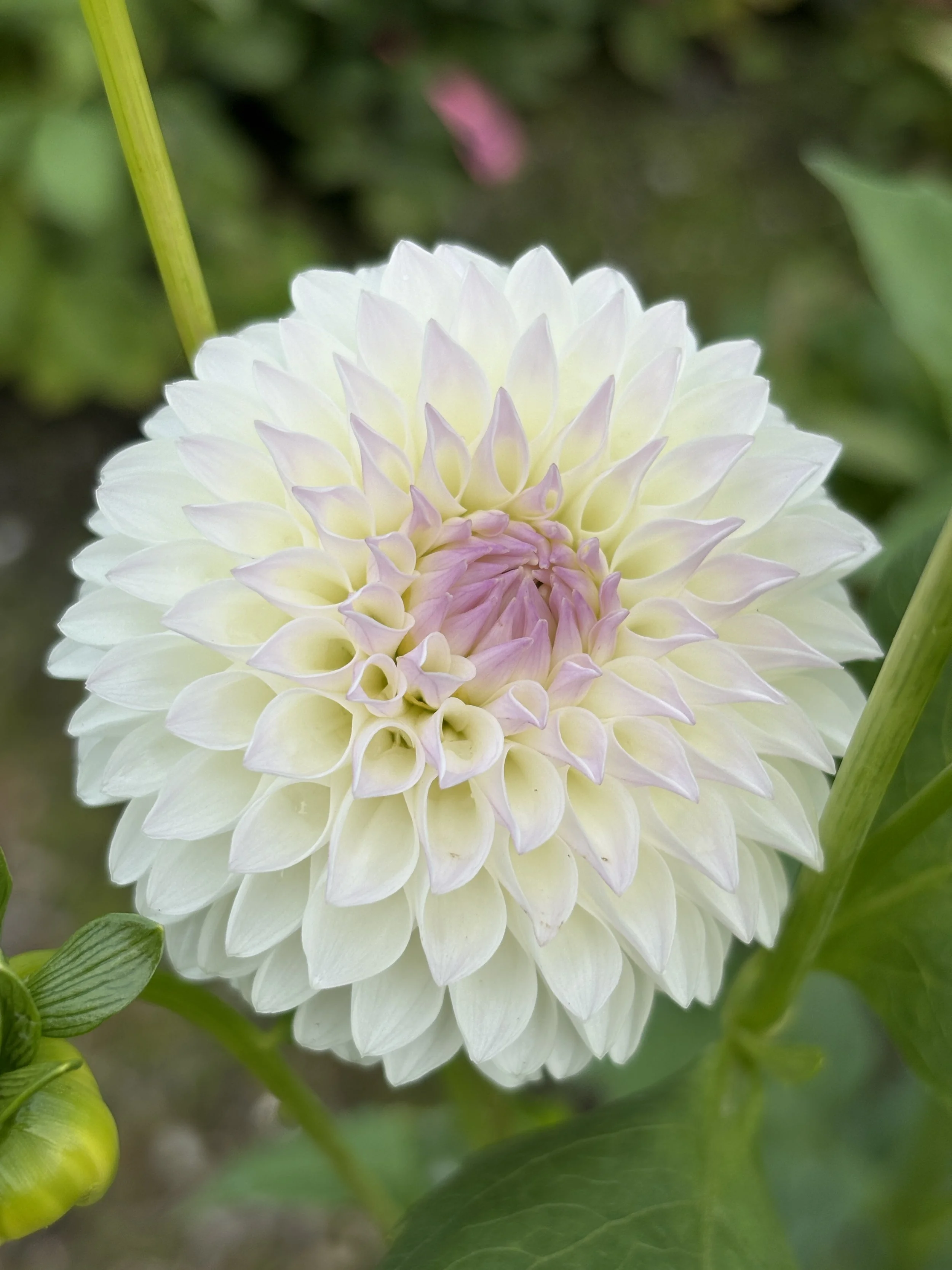 Hollyhill Miss White