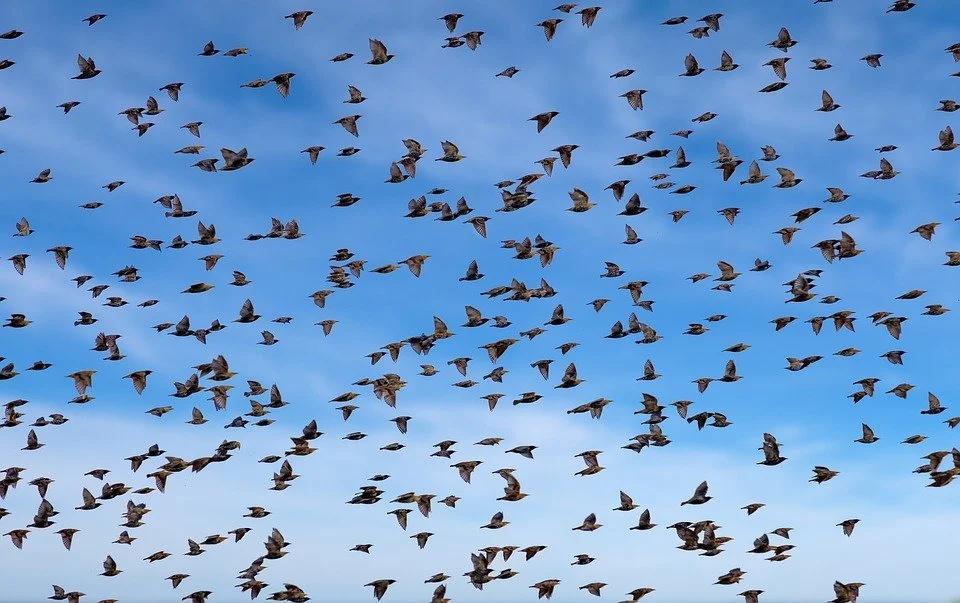 birds.jpg