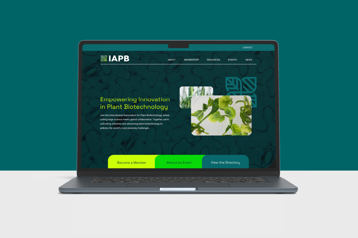 IAPB-Brand-and-Website-03.webp
