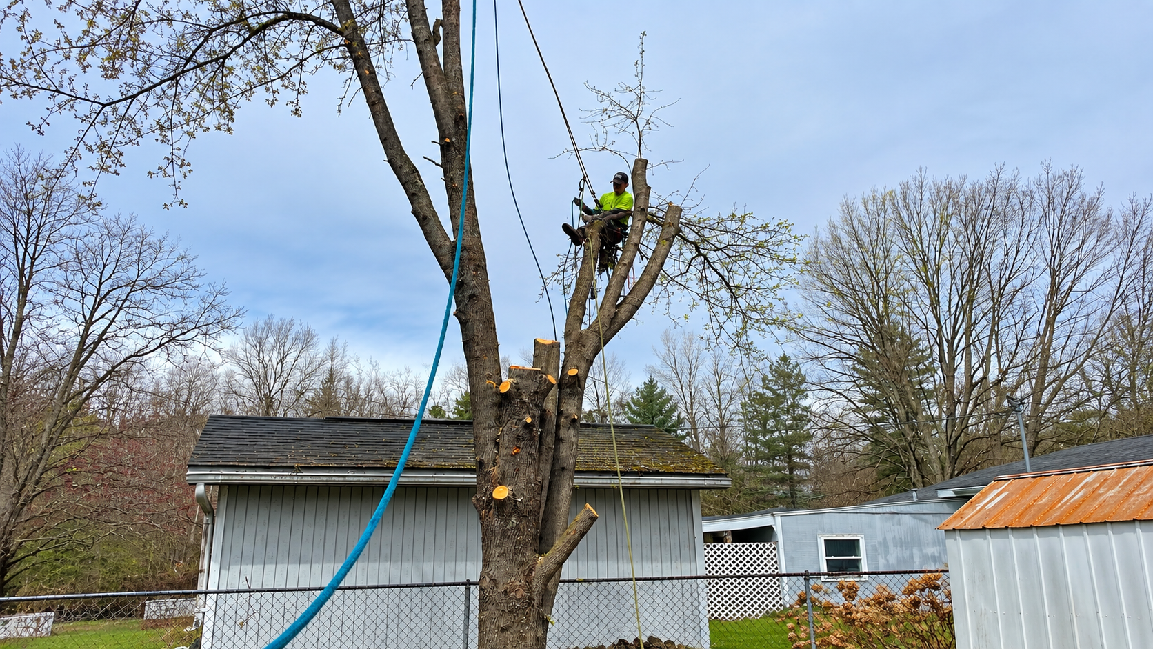 A person wearing a neon green shirt and black hat cutting branches on a tall tree in a backyard, with residential buildings and leafless trees in the background.