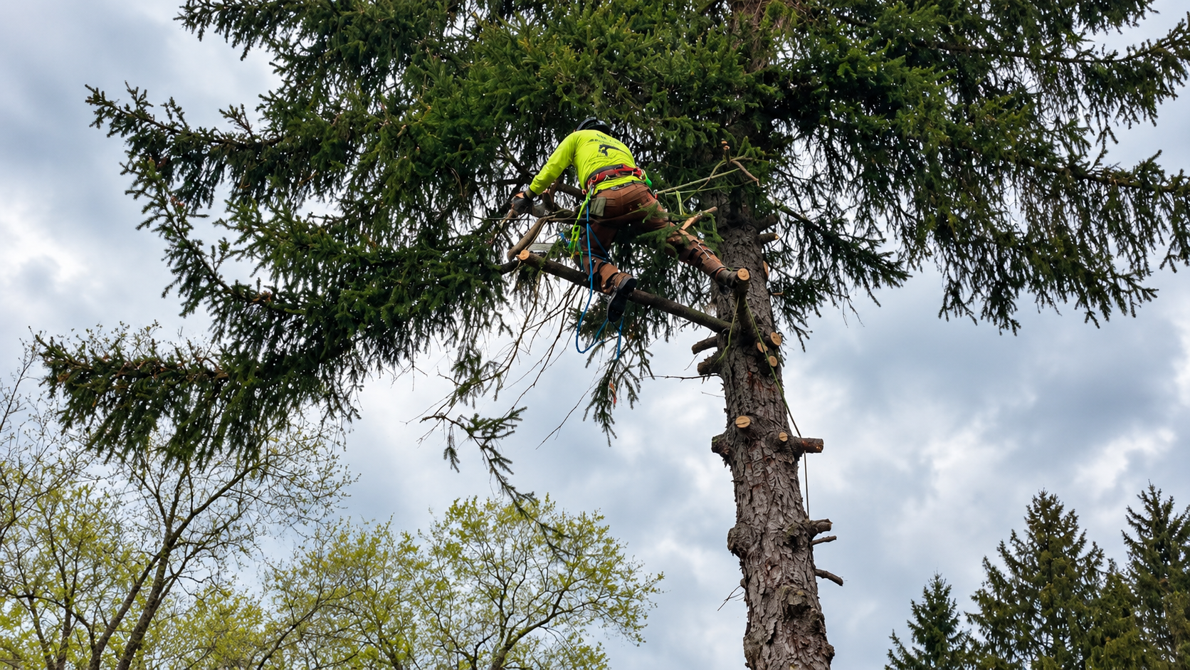 Climber dressed in bright yellow and brown pants, wearing a helmet and safety harness, is cutting branches from a tall pine tree with a chainsaw, with a cloudy sky in the background.