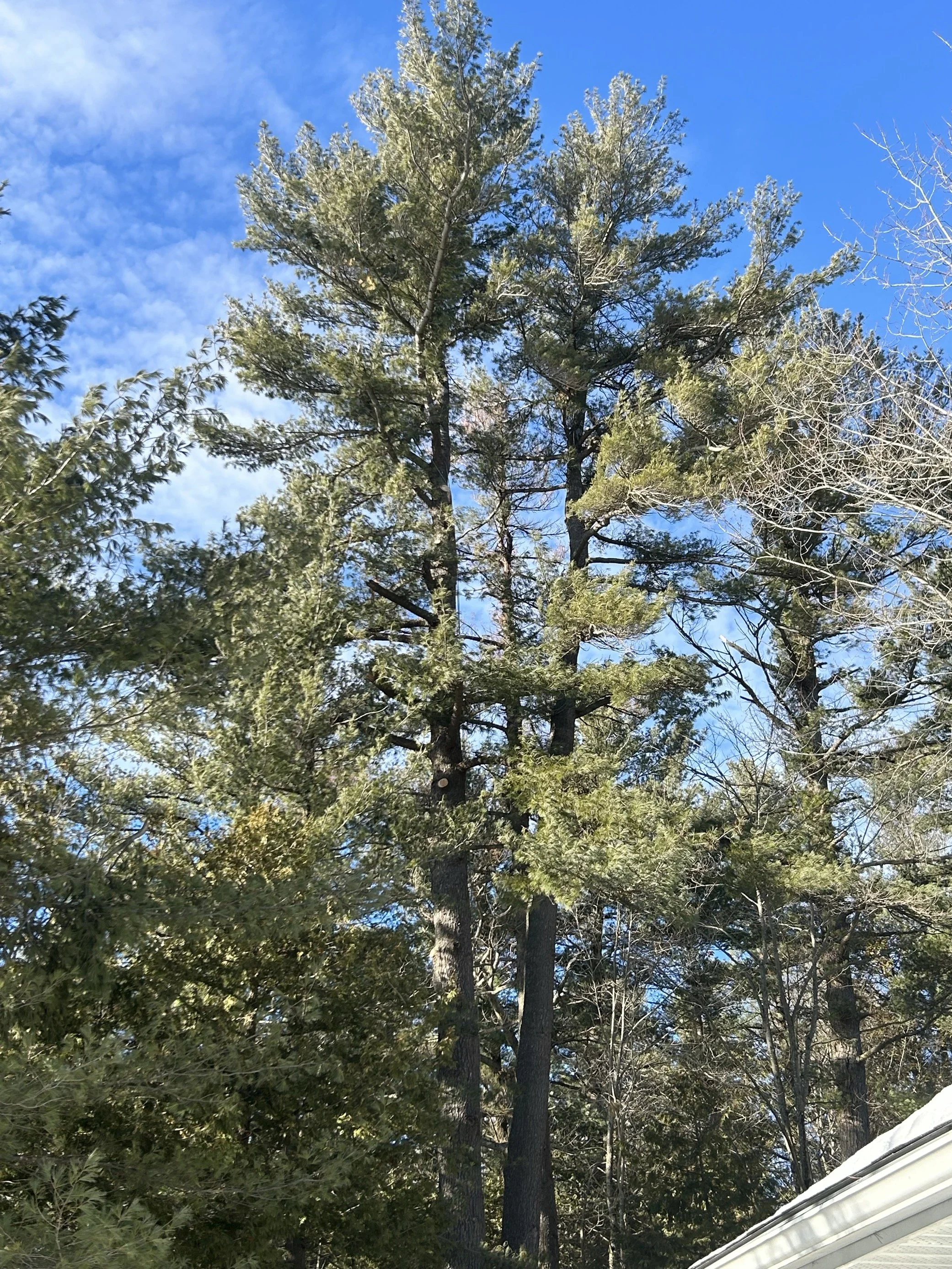 Coylewood Tree Service Inc.