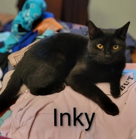Lori's cat, Inky