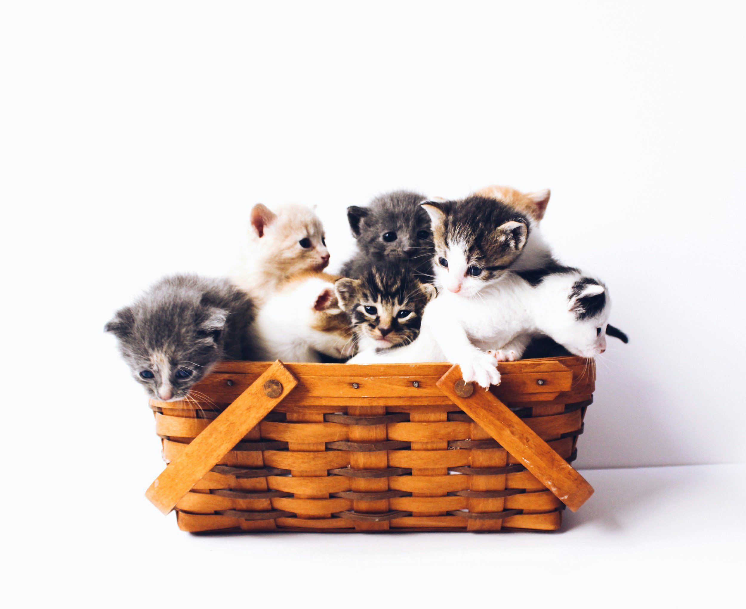 Support the BC SPCA with Your Windshield Replacement in Langley