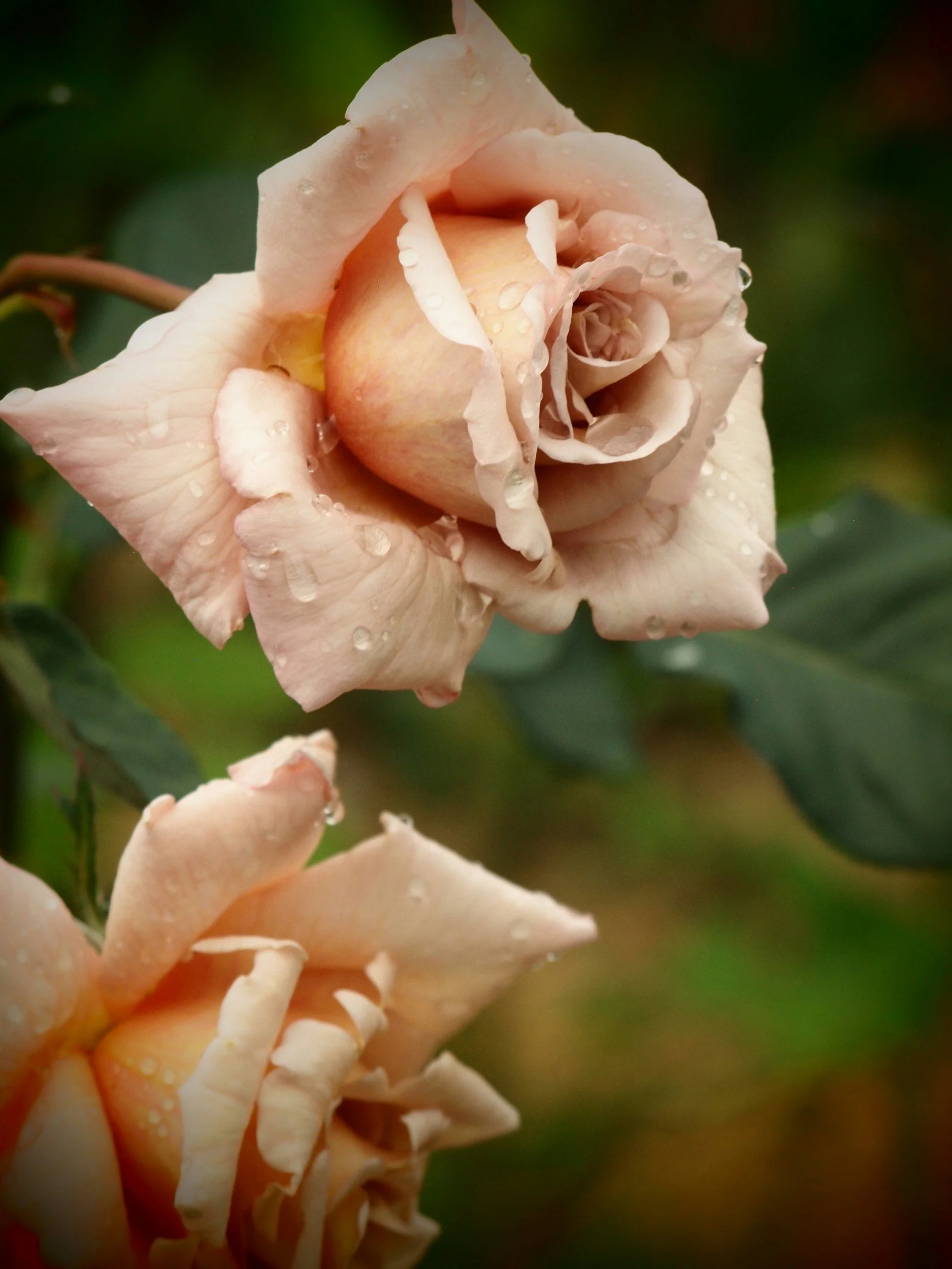 Prickly Moments and Transformation