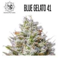 Blue Gelato 41