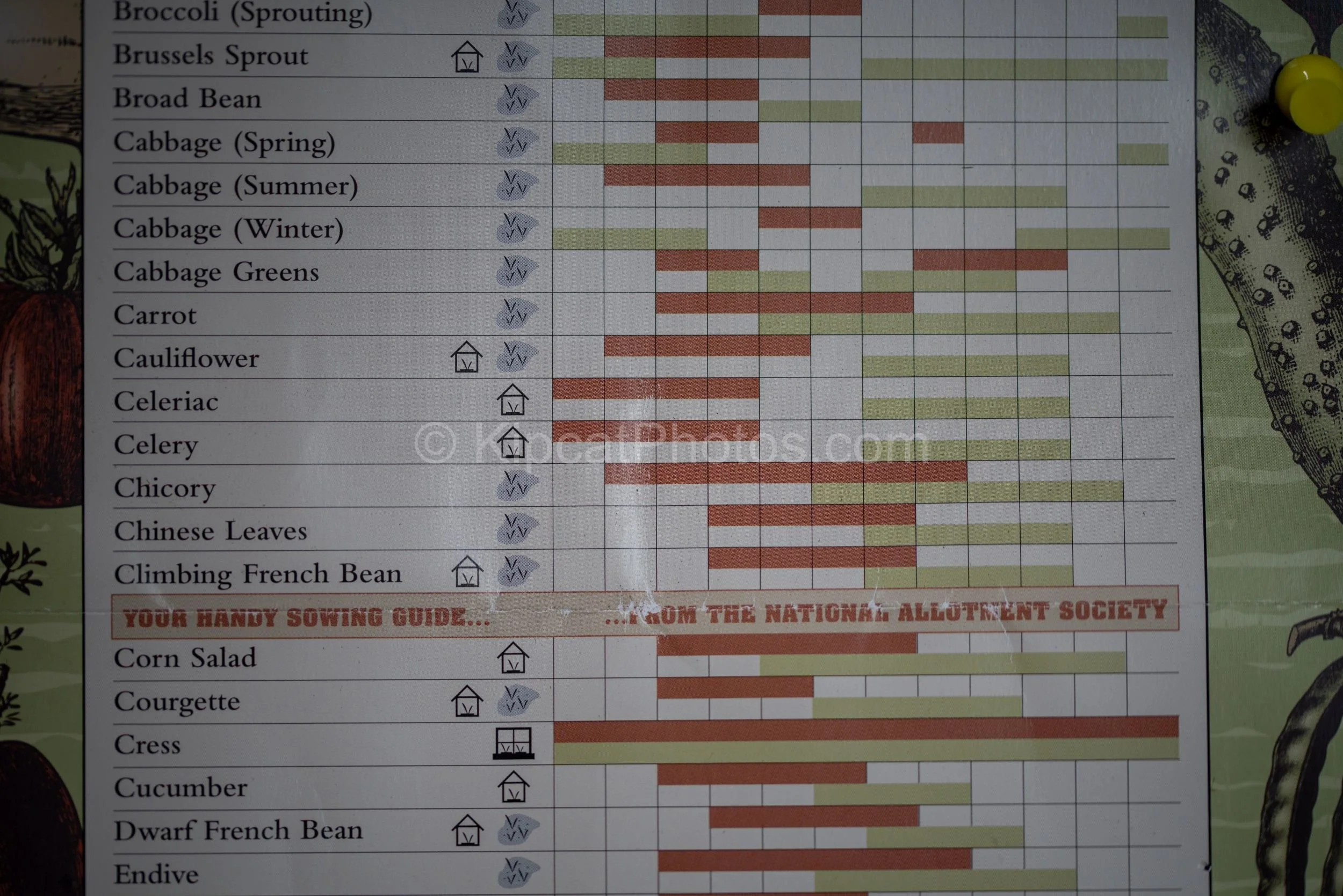 A close-up of a National Allotment Society vegetable sowing guide chart, showing planting times for vegetables including Brussels sprouts, cabbages, carrots, courgettes and climbing French beans. Kipcatphotos.com.

Pinned to a shed wall, this well-wo
