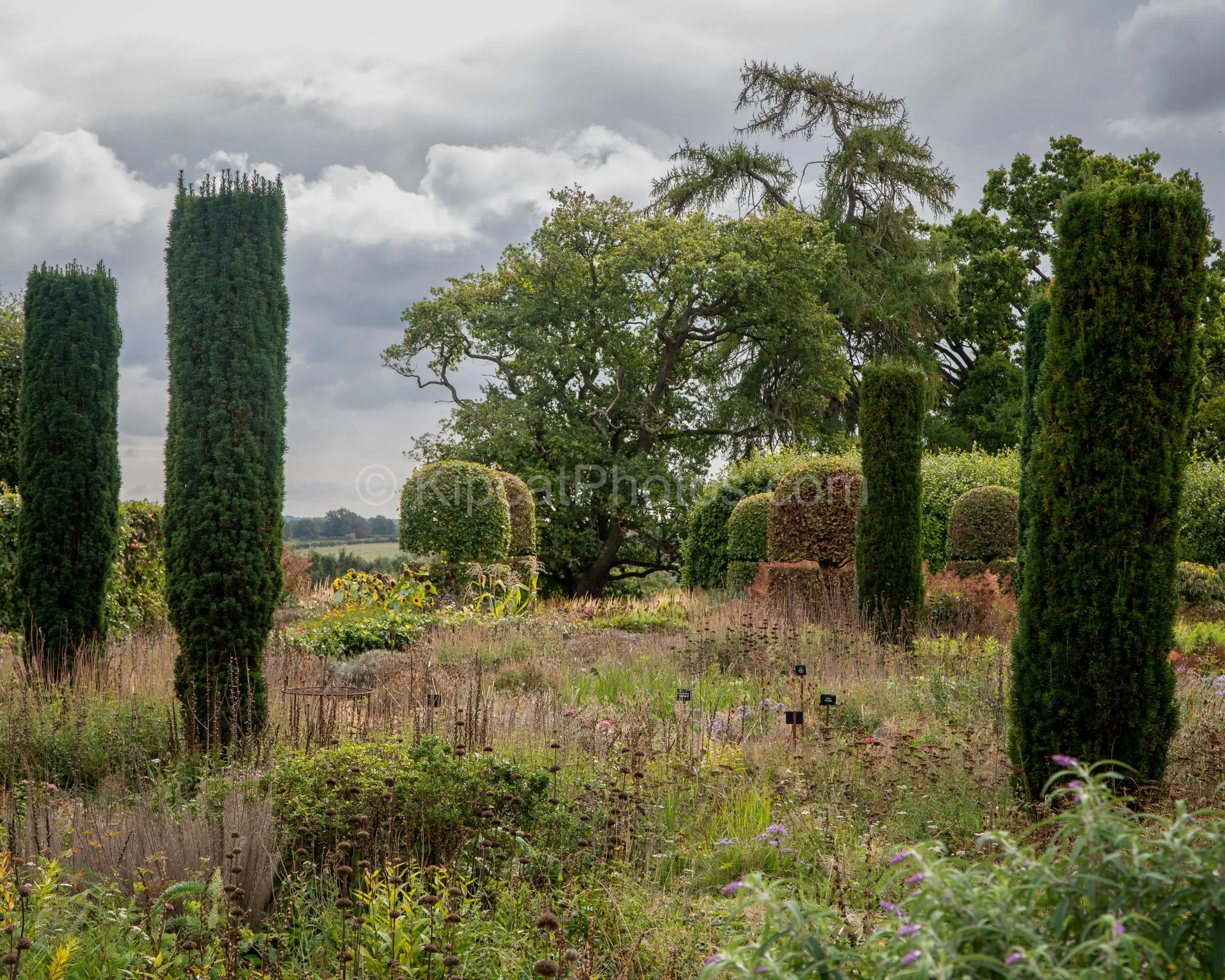 Tall columnar yew topiary columns rise above a naturalistic prairie-style planting of seedheads, grasses and late perennials at Broughton Grange, Oxfordshire, with clipped hedging and ancient parkland trees visible in the background. KipcatPhotos.com