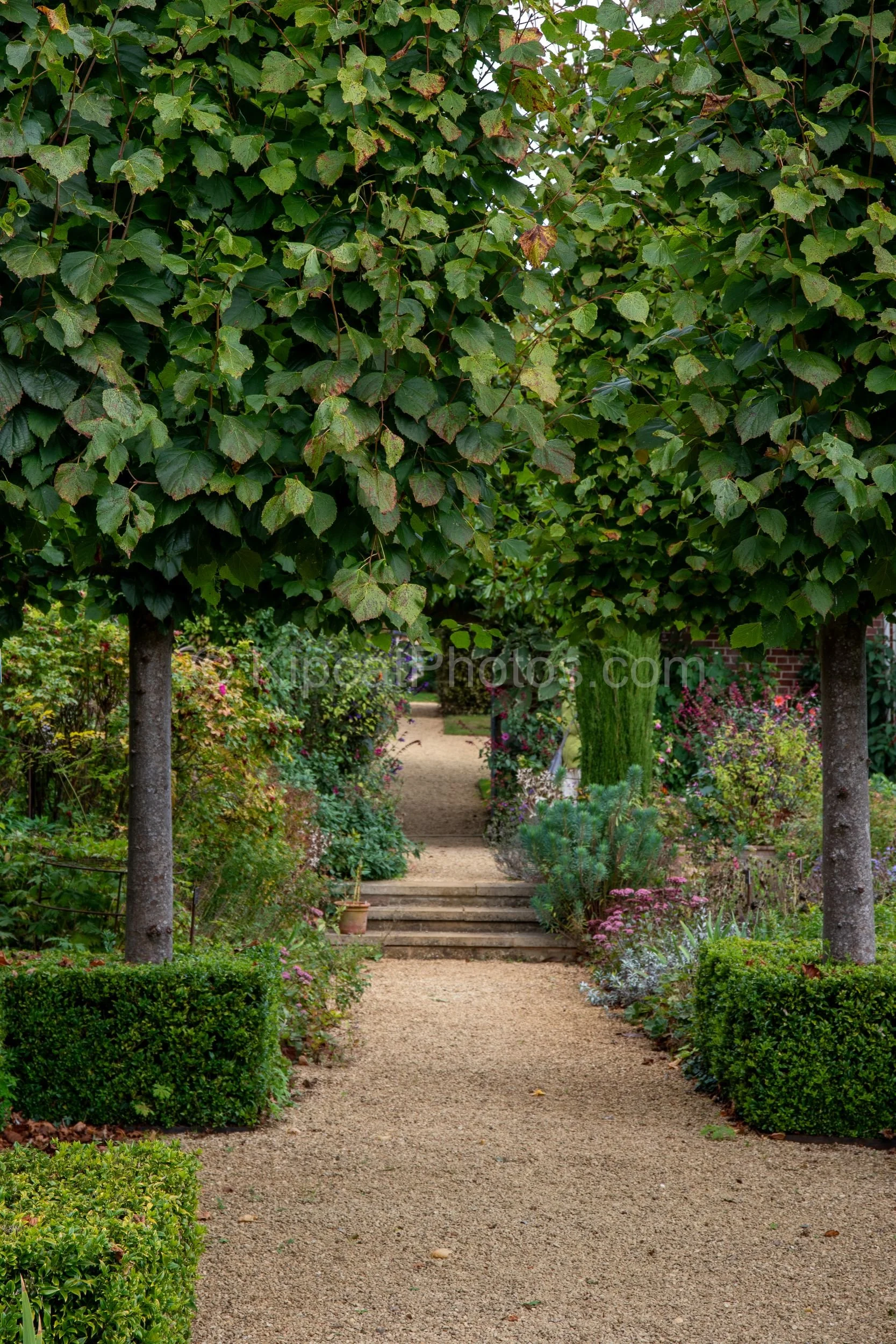 A pleached lime walk creates a green canopy over a gravel path flanked by clipped box hedges at Broughton Grange, Oxfordshire, with mixed borders and stone steps leading to a terrace beyond. KipcatPhotos.com.

The pleached lime walk at Broughton Gran