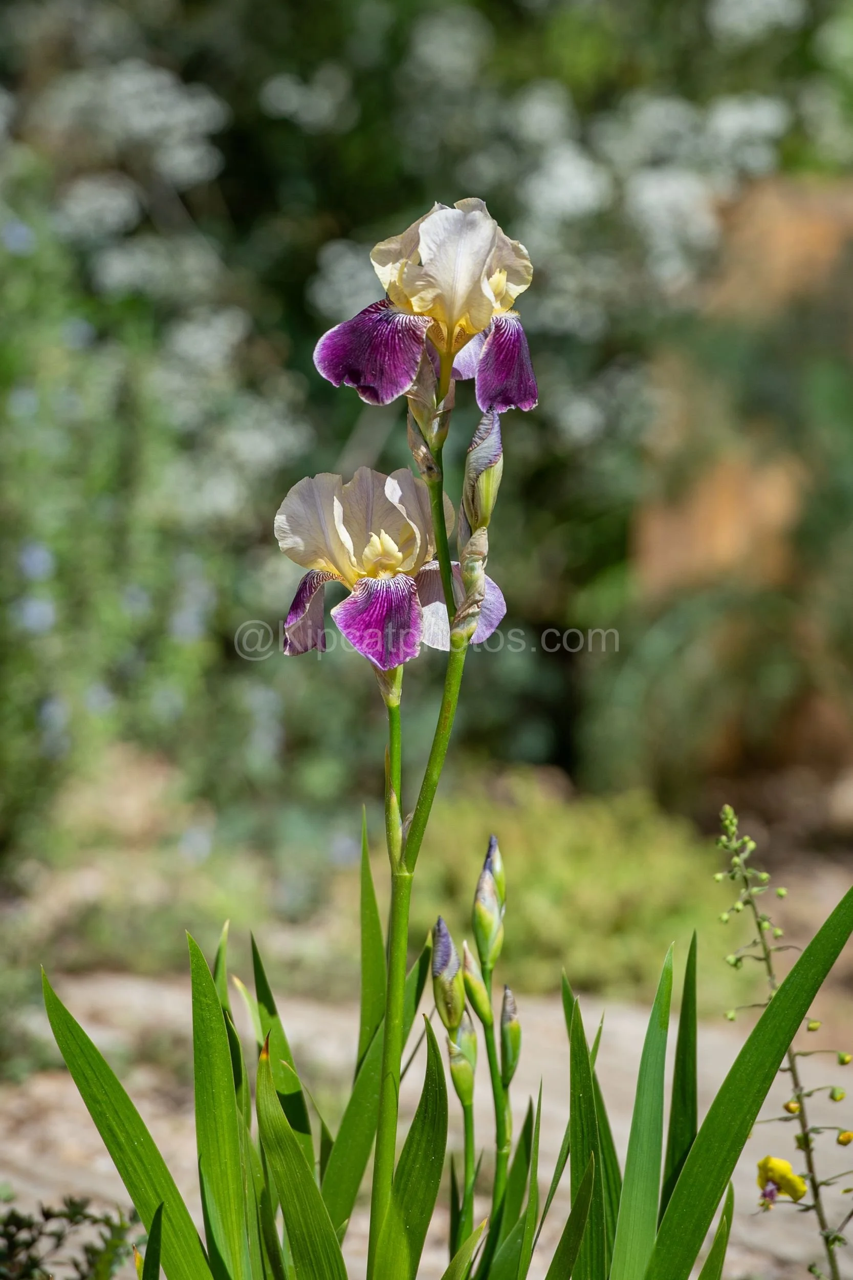 Cream and purple bicolour bearded iris in the Arit Anderson garden at RHS Chelsea Flower Show 2026

A striking cream and purple bicolour bearded iris in flower, photographed in the Arit Anderson garden at RHS Chelsea Flower Show 2026, with soft white