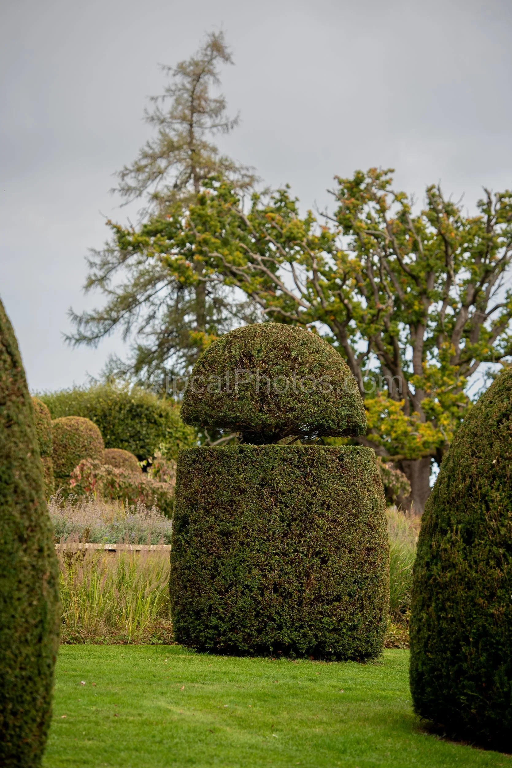 A close-up of a cloud-pruned yew topiary with a domed upper tier above a square lower plinth at Broughton Grange, Oxfordshire, with fading perennial borders and parkland trees behind. KipcatPhotos.com.

This close-up of one of Broughton Grange's clou