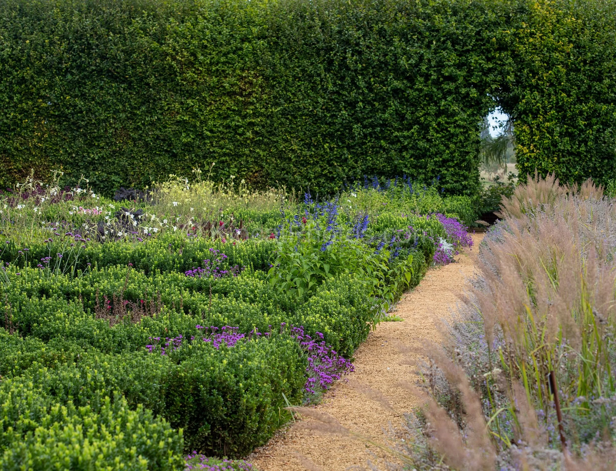 Low box hedging encloses mixed summer planting of purple verbena, blue salvia and white nicotiana in the parterre garden at Broughton Grange, Oxfordshire, with feathery stipa grasses beside a gravel path and an arched opening in the beech hedge beyon