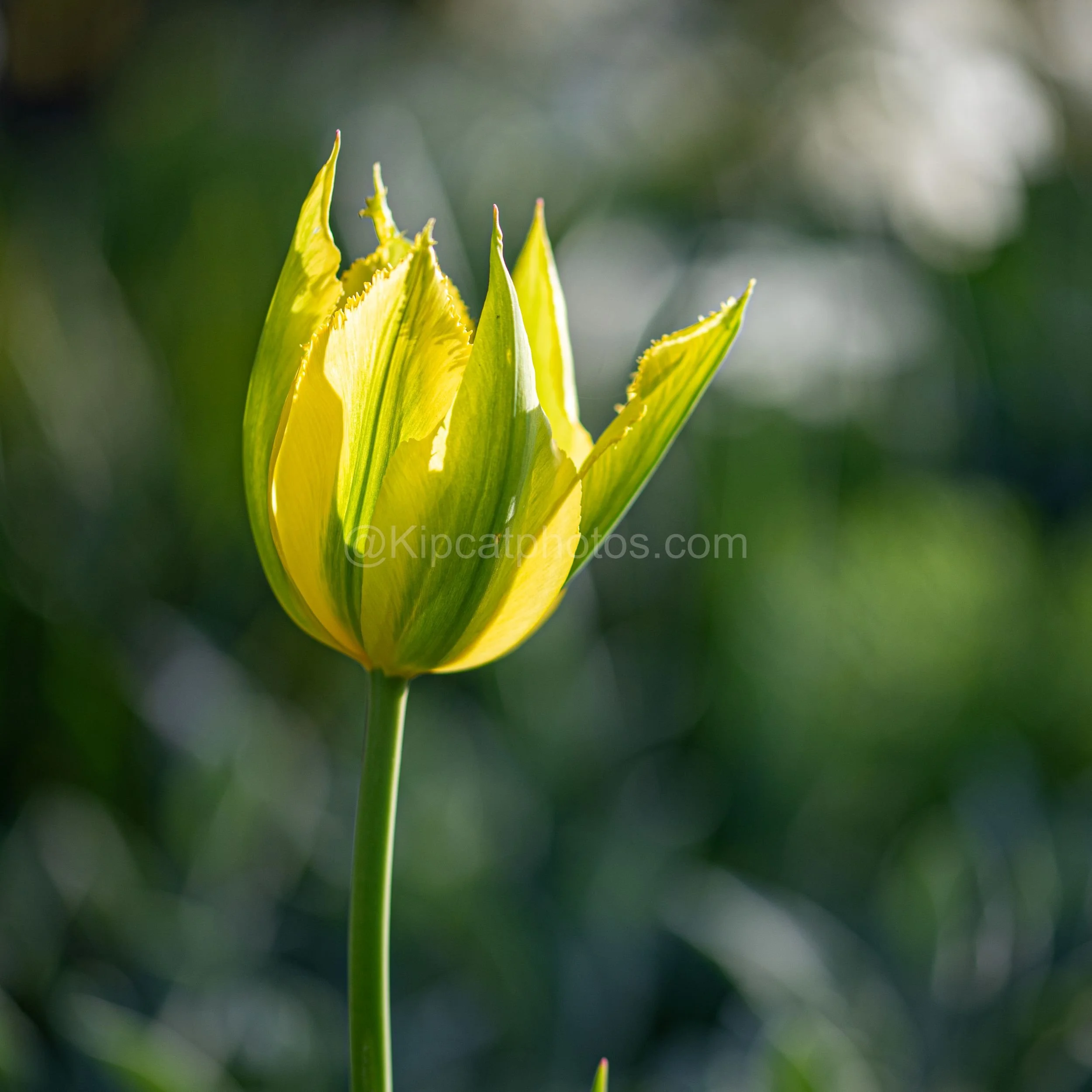 Tulipa Spring Green Kipcatphotos.jpg