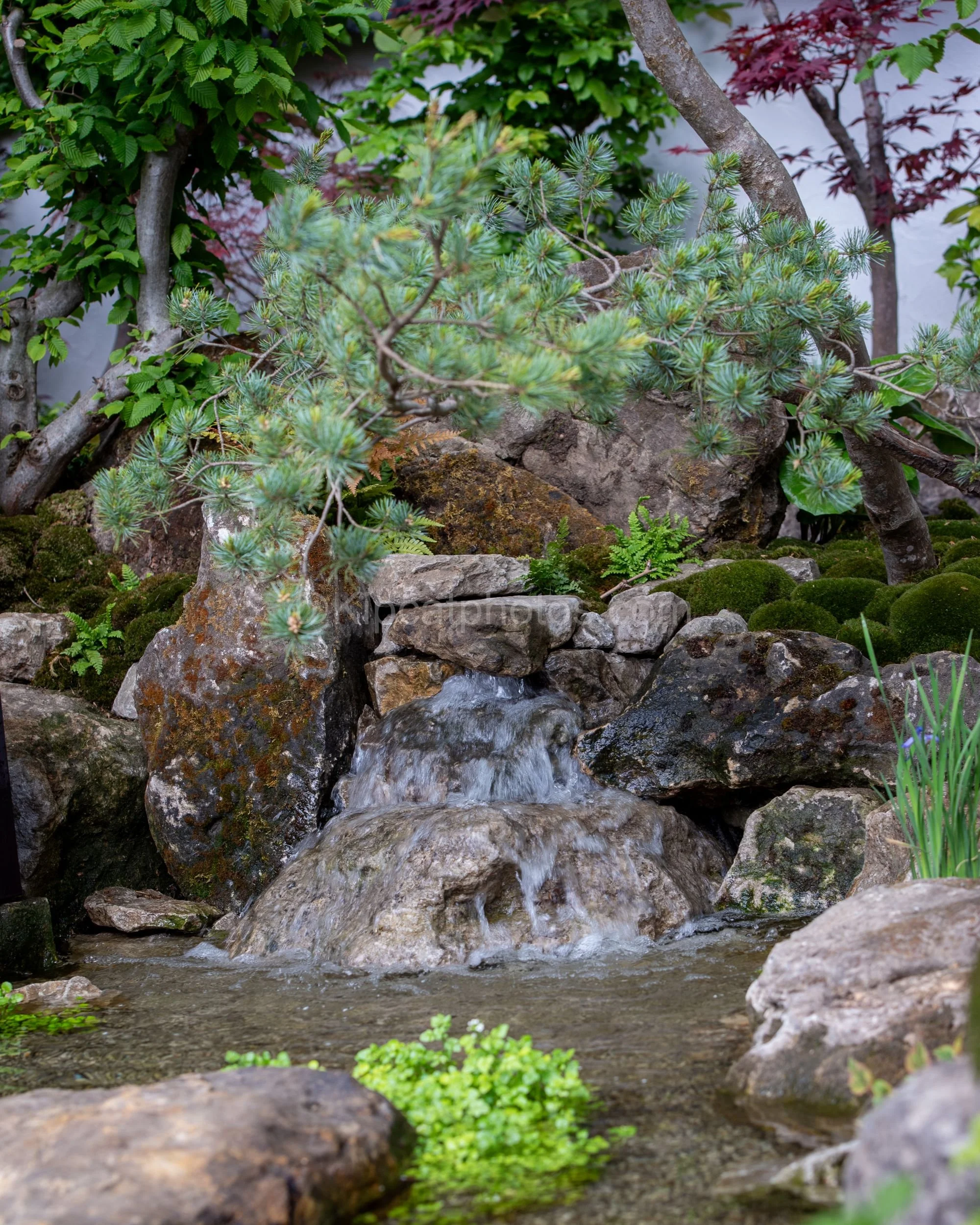 Miniature rock waterfall beside a bonsai pine in the Kazuyuki Ishihara garden at RHS Chelsea Flower Show 2026

A small cascading waterfall trickles over moss-covered rocks beside a cloud-pruned bonsai pine and Japanese maples, in the Kazuyuki Ishihar
