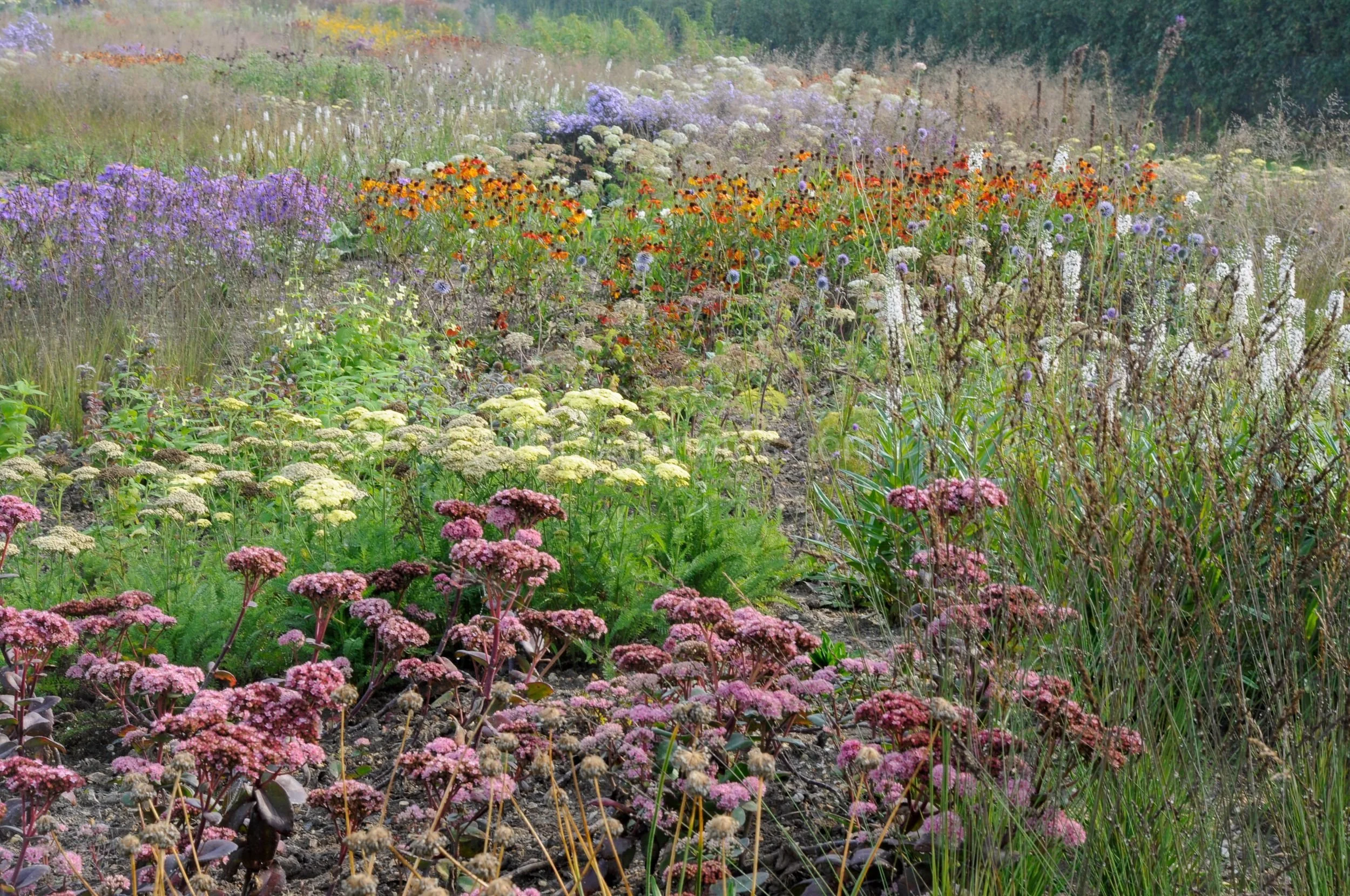 A richly planted garden border with pink sedum in the foreground, followed by pale yarrow, orange helenium, purple asters and white flower spikes.
