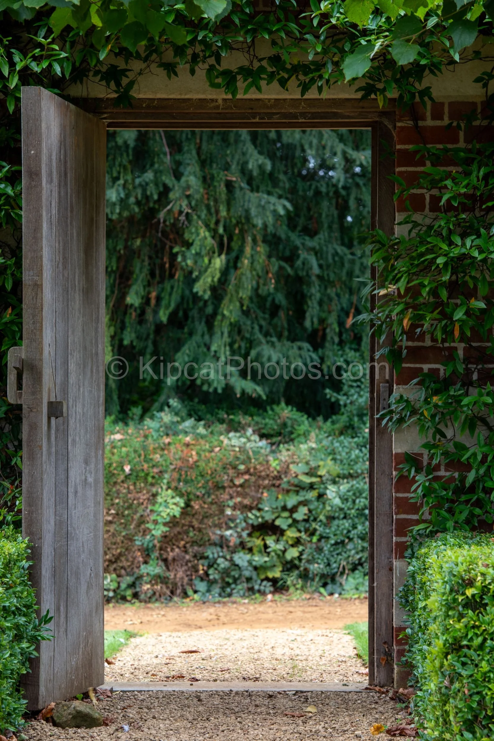 A weathered timber garden door stands open in a red brick wall at Broughton Grange, Oxfordshire, framing a view through to a gravel path, evergreen ground cover and the dark hanging branches of a large conifer beyond. KipcatPhotos.com.

Few garden fe