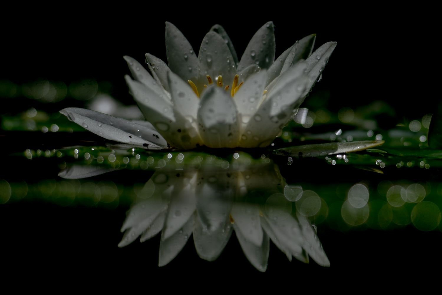 A single white water lily flower with yellow stamens, rain-beaded, reflected perfectly in the dark still surface of a garden pond with bokeh light spots all around, in a Berkshire garden. Kipcatphotos.com.

This extraordinary image captures a single 