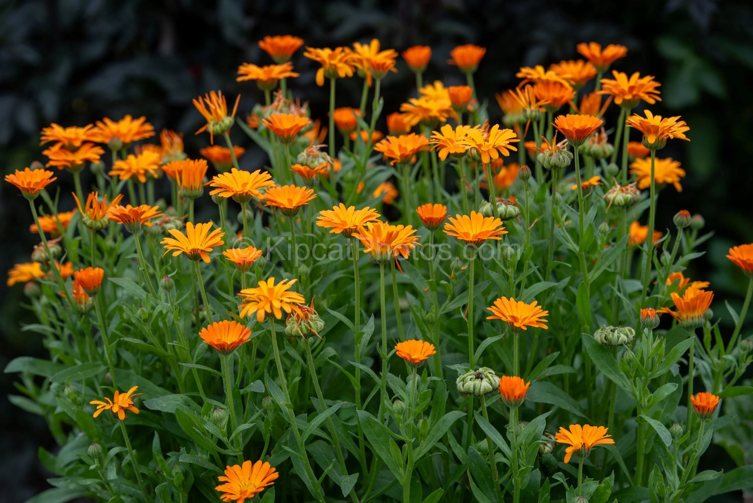 A dense mass of bright orange calendula marigold flowers in full bloom against a dark background, with green buds and stems visible throughout. Kipcatphotos.com.

Dozens of vivid orange calendula flowers burst upward in a joyful tumult of colour, the