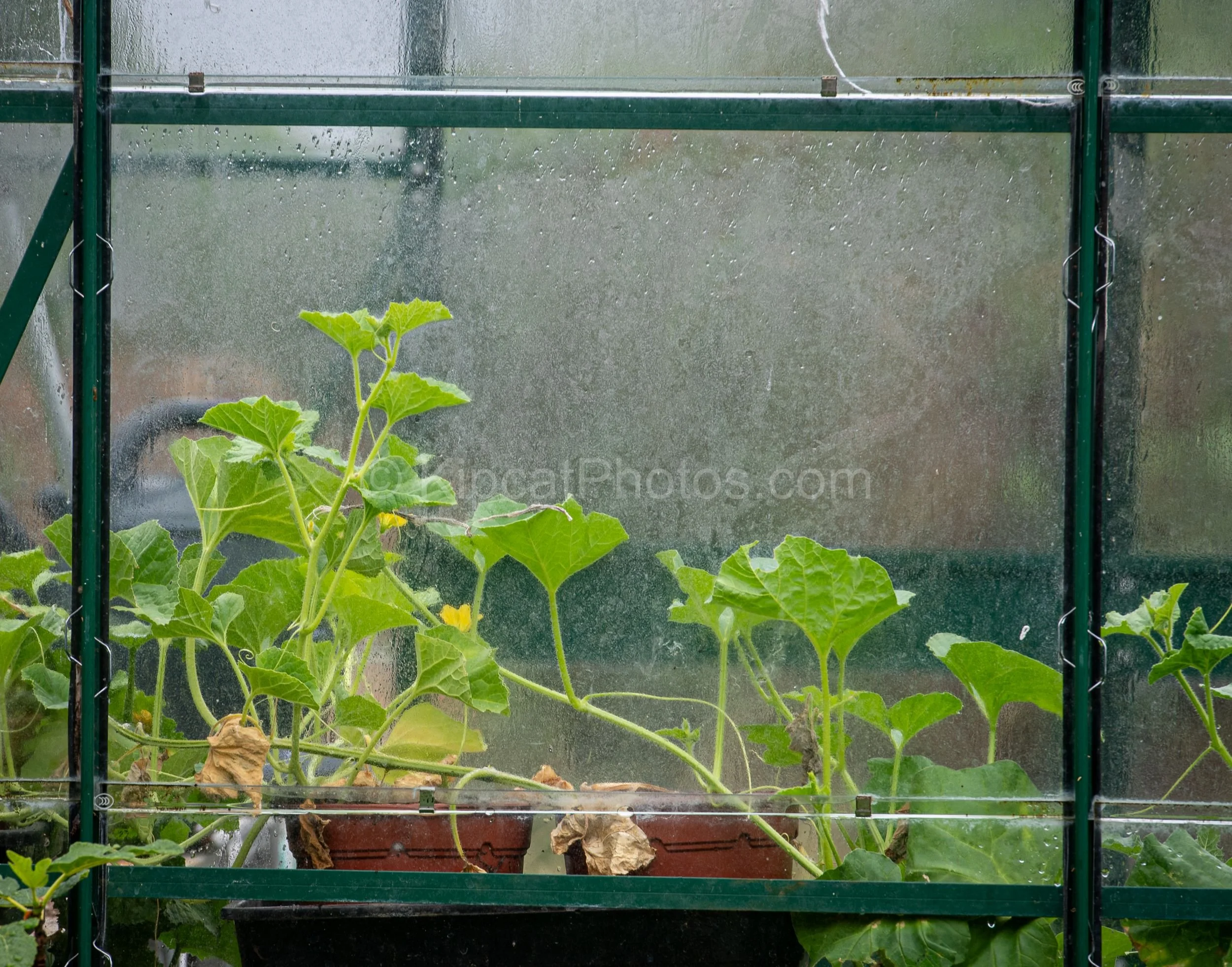 A young melon or cucumber plant with bright green leaves and small yellow flowers growing inside a greenhouse, viewed through rain-spotted glass panels with the green frame visible. Kipcatphotos.com.

Seen through rain-beaded glass, a young melon pla