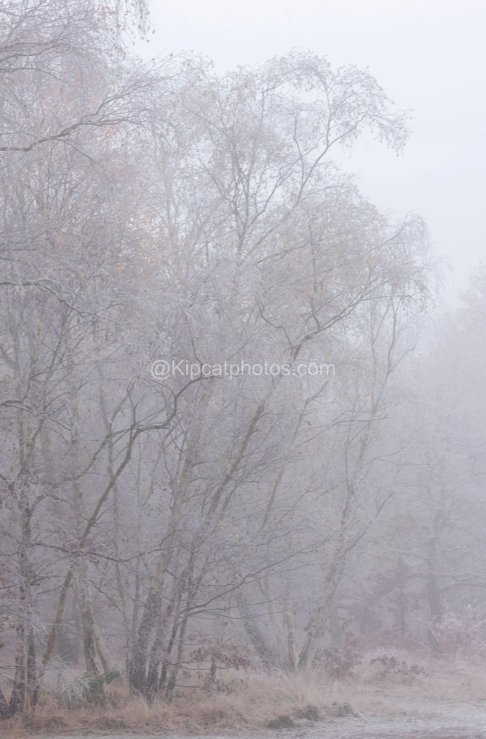 Winter 9 Kipcatphotos.co..jpg