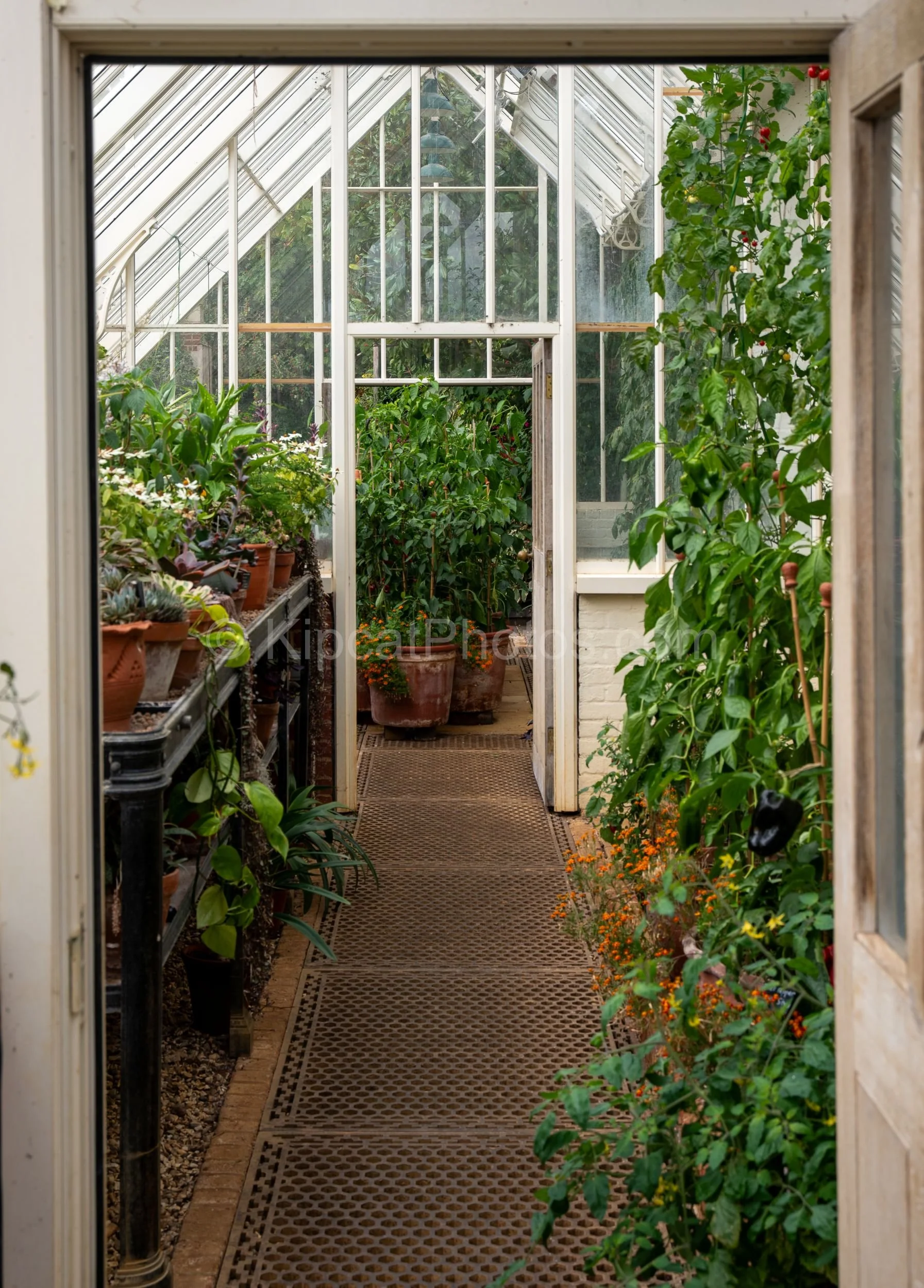 The interior of the Victorian glasshouse at Broughton Grange, Oxfordshire, viewed through the open door, with tomato plants, terracotta pots, succulents and tender perennials lining the benches on either side of a central path. KipcatPhotos.com.

Pee