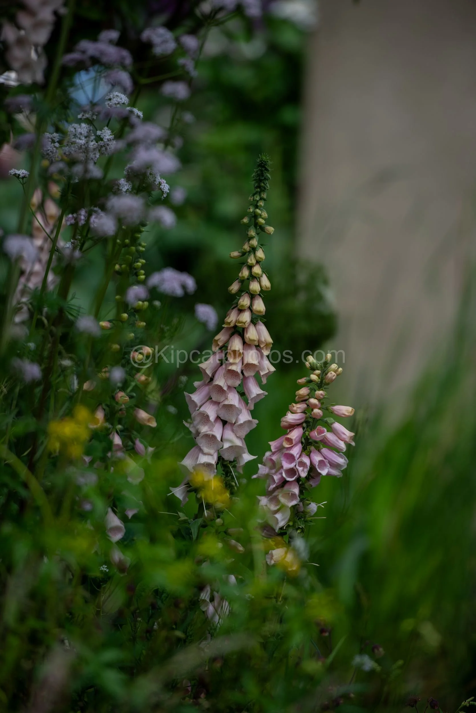 Tall pink foxglove spires against a rendered wall in the Baz Grainger garden at RHS Chelsea Flower Show 2026

Tall pink and cream foxglove spires rising above cow parsley and yellow flowers, set against a soft-focus rendered wall in the Baz Grainger 