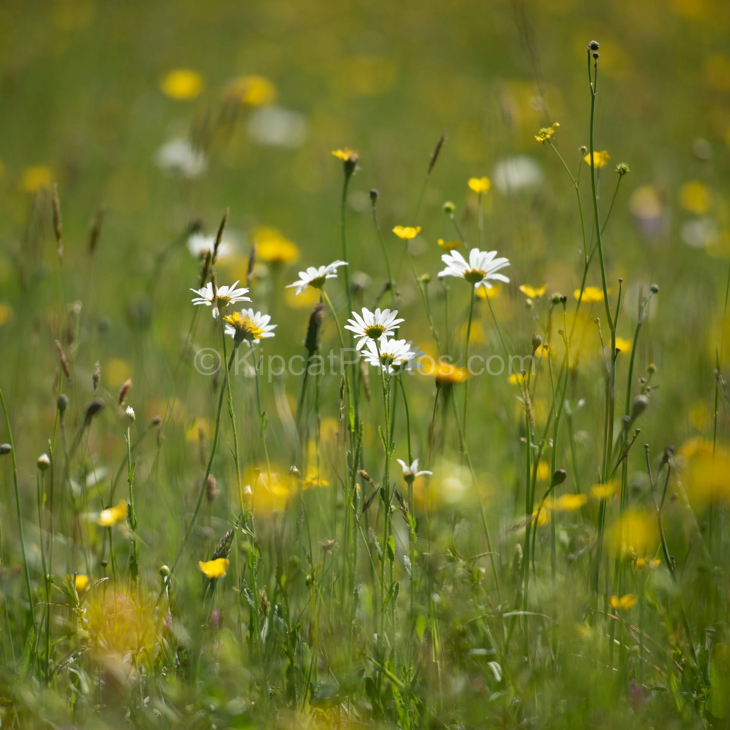A dense stand of white ox-eye daisies rises above buttercups and grasses in a Great Dixter meadow. Kipcatphotos.com

Backlit ox-eye daisies stand tall above a haze of buttercups and grass seed heads, capturing the soft, natural character of Great Dix