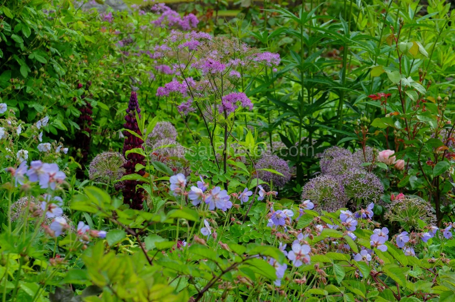 allt-y-bela-flower-alliums-geraniums-thalictrum.jpg.jpg