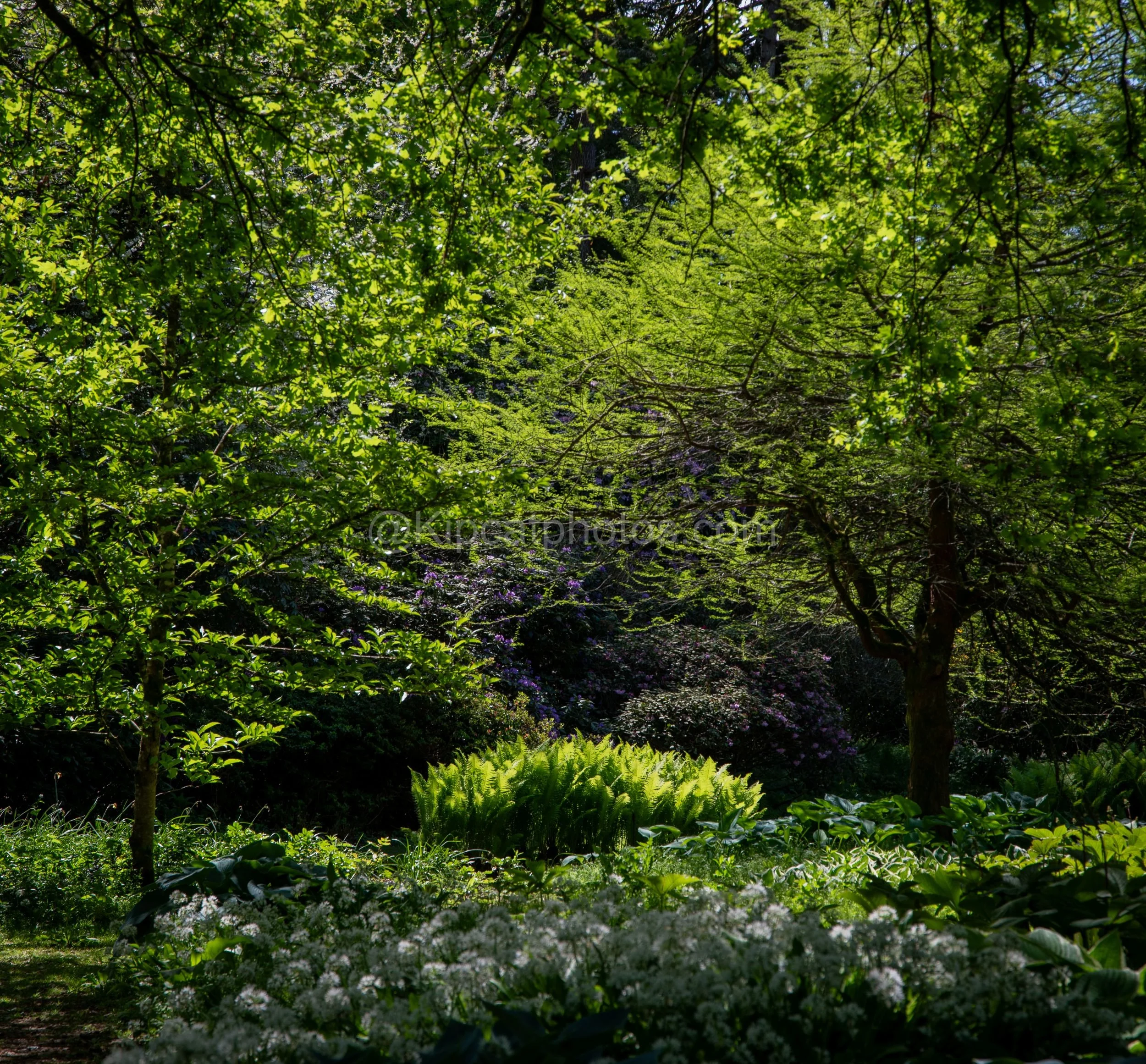Longstock Water Garden 5 Kipcatphotos.jpg