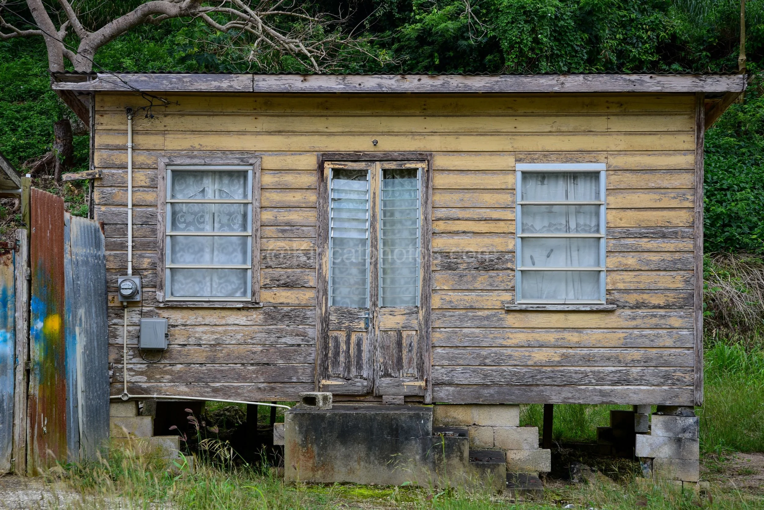 A Barbados chattel house with a rusted red roof, scalloped porch trim and pale blue balustrade, overgrown with ferns. Kipcatphotos.com

This traditional yellow chattel house shows the classic Barbadian style, with sash windows dressed in lace curtain