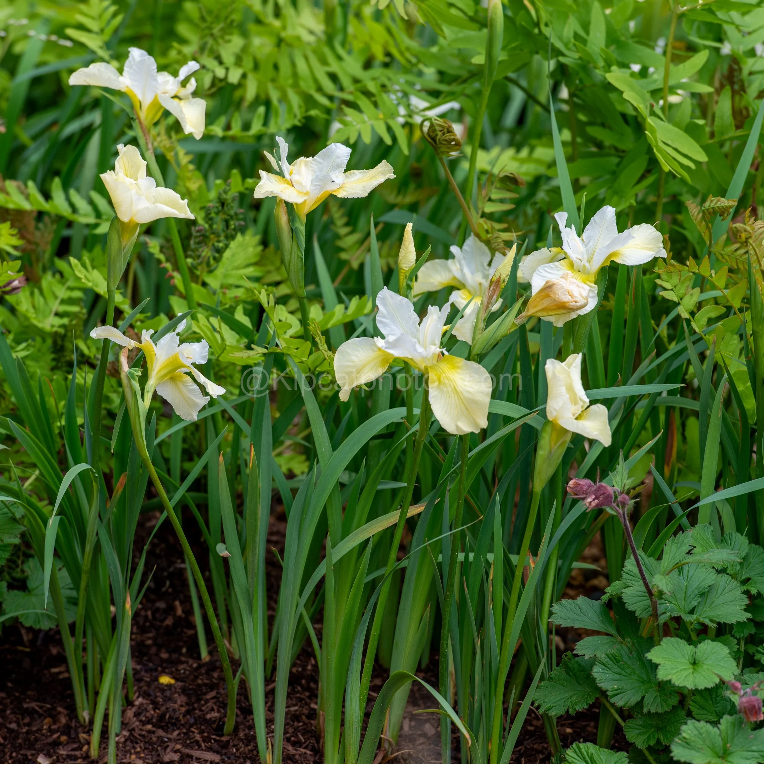 Pale yellow and white bearded irises among ferns in the Sarah Eberle garden at RHS Chelsea Flower Show 2026

A cluster of pale creamy-yellow and white bearded irises stands among unfurling ferns and geraniums in the Sarah Eberle garden at RHS Chelsea