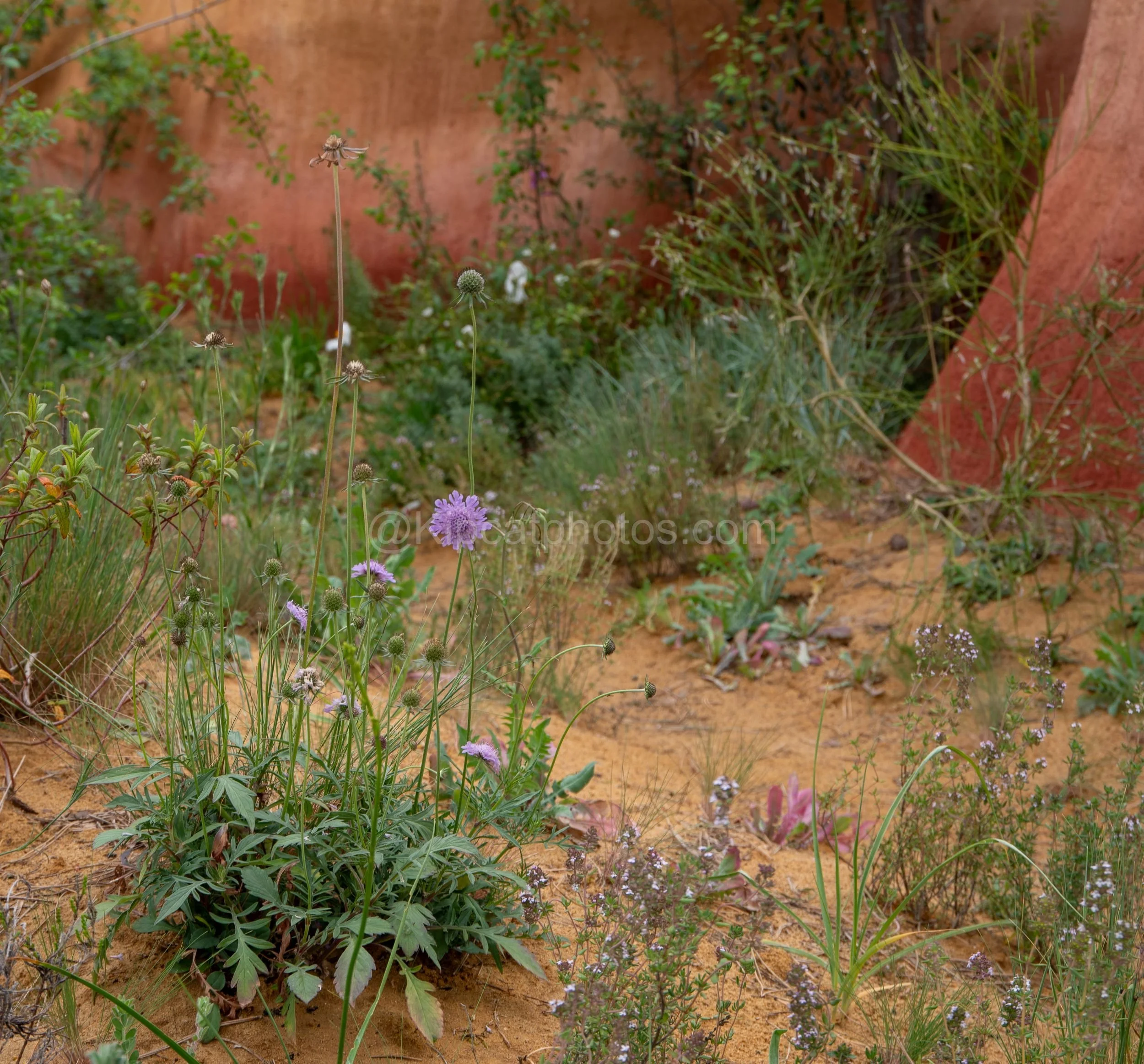 Scabious and creeping thyme growing in golden sand against a terracotta wall in the James Basson garden at RHS Chelsea Flower Show 2026

Mediterranean-style dry garden planting in the James Basson garden at RHS Chelsea Flower Show 2026, featuring pur