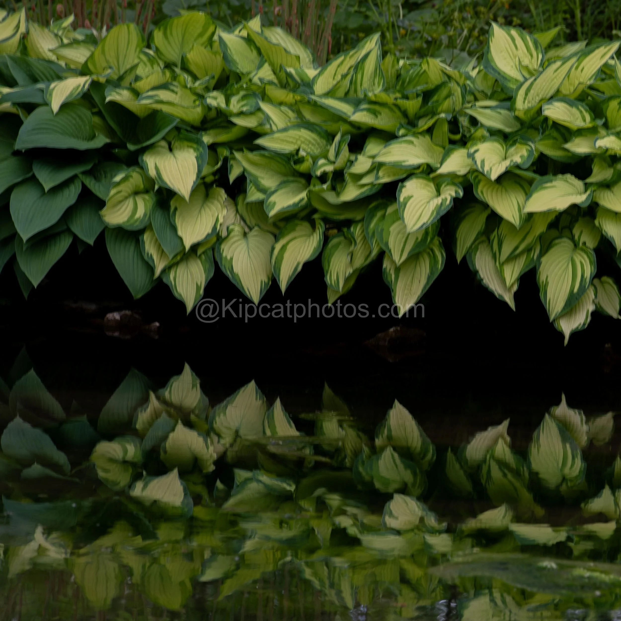 Longstock Water Garden 26 Kipcatphotos.jpg