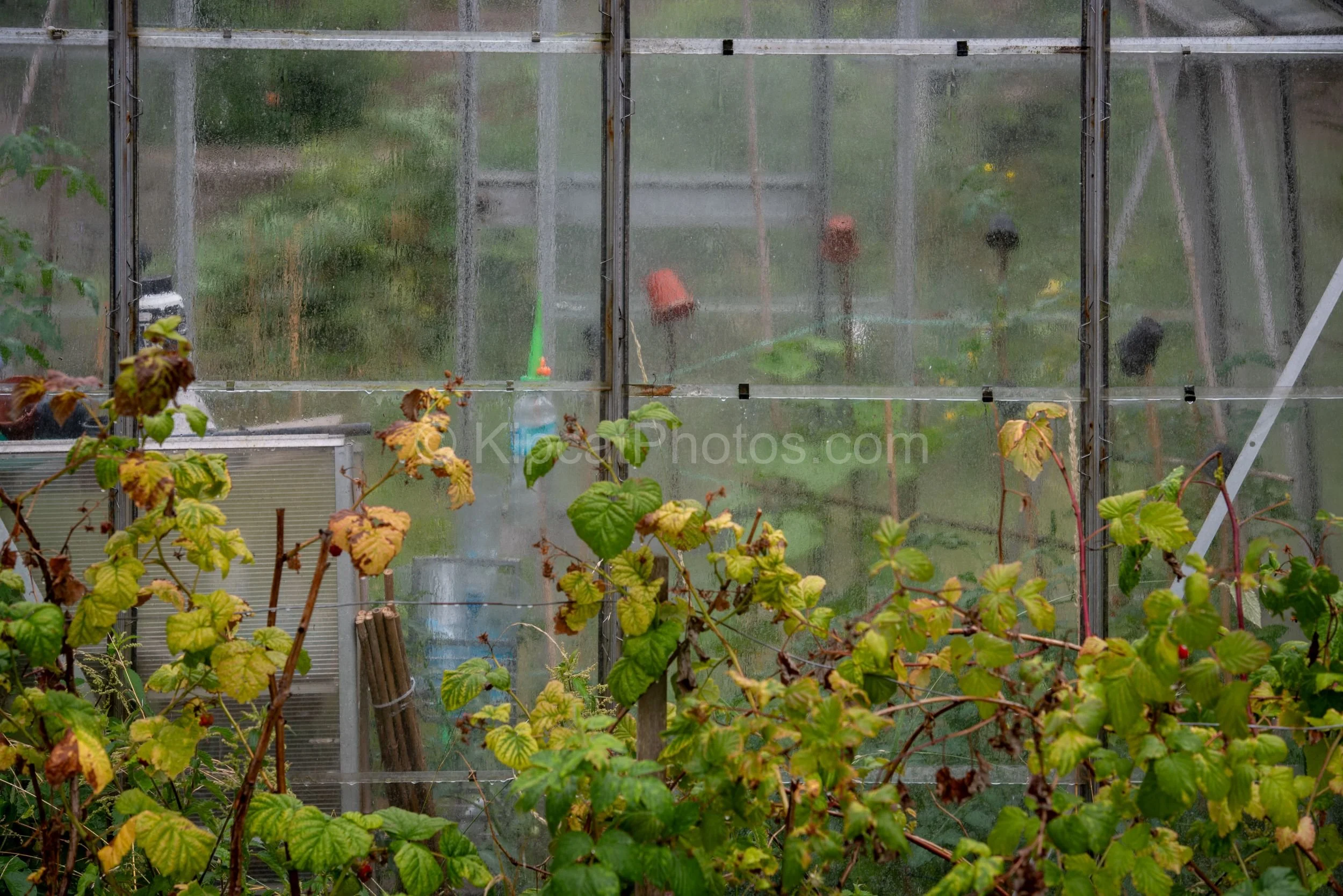 A rain-streaked glass greenhouse on an allotment, with yellowing raspberry canes in the foreground and terracotta pots and garden equipment visible through the misty glass panels. Kipcatphotos.com.

Rain sheets down the glass panels of an allotment g