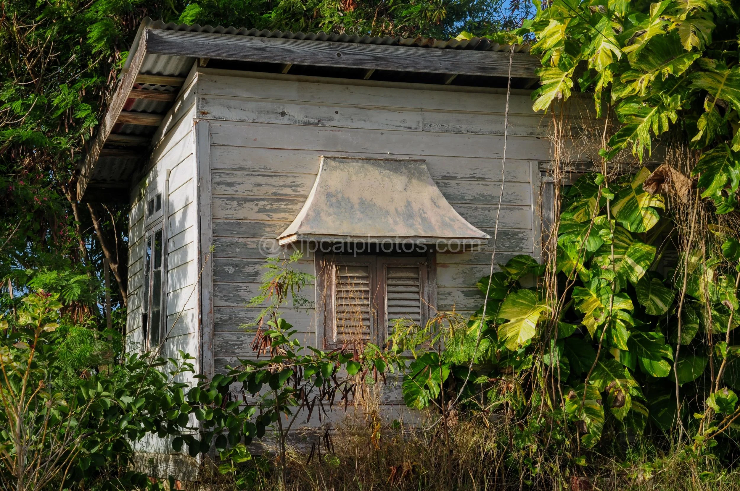 A weathered white chattel house in Barbados almost hidden by dense tropical foliage, with a curved metal window canopy. Kipcatphotos.com

Nearly engulfed by vines and broad-leafed plants, this chattel house's peeling white boards and shuttered window