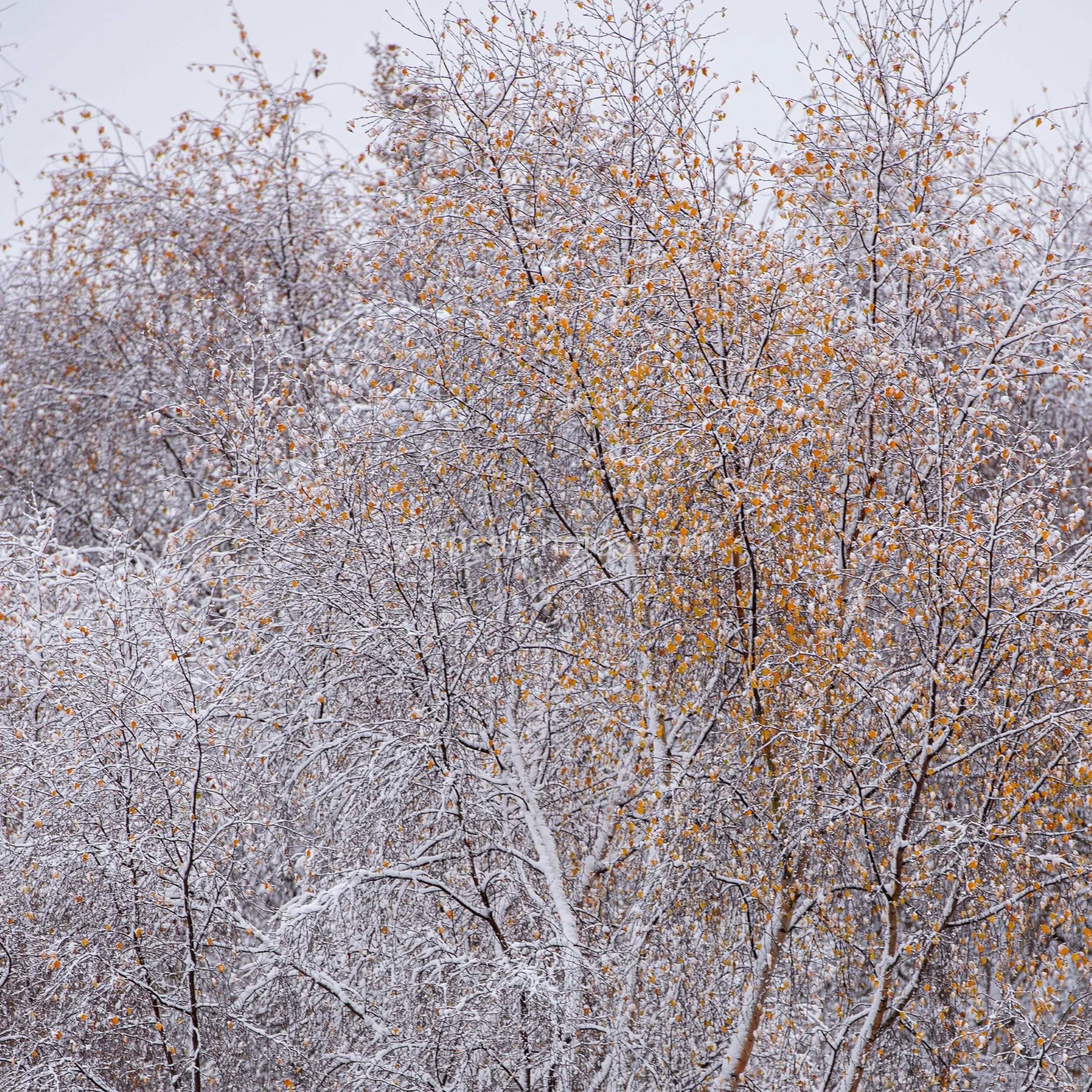 Winter 18 Kipcatphotos.com.jpg